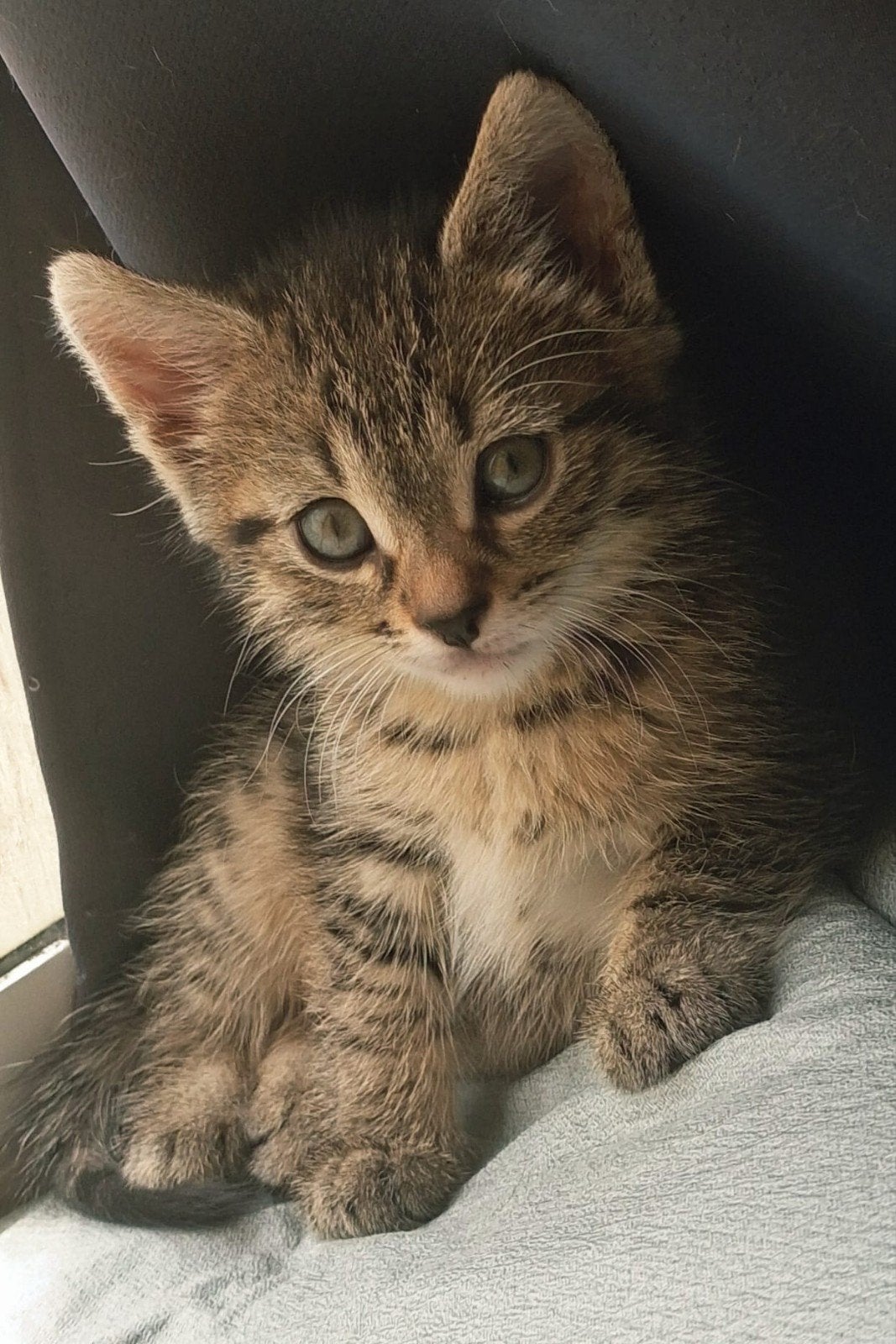 Hello kitty zoekt een nieuw huisje!, Dieren en Toebehoren, Katten en Kittens | Overige Katten, Poes
