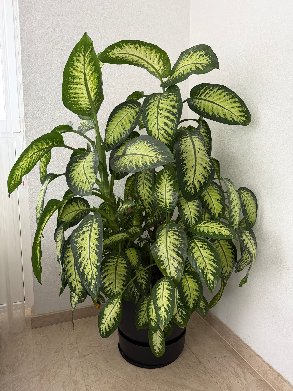 Grote Dieffenbachia kamerplant in pot 160cm hoog, Ophalen, 100 tot 150 cm, Overige soorten, Halfschaduw