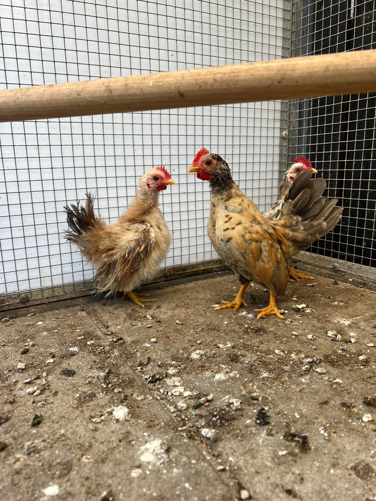 2 serama hanen juni 2026, Dieren en Toebehoren, Pluimvee