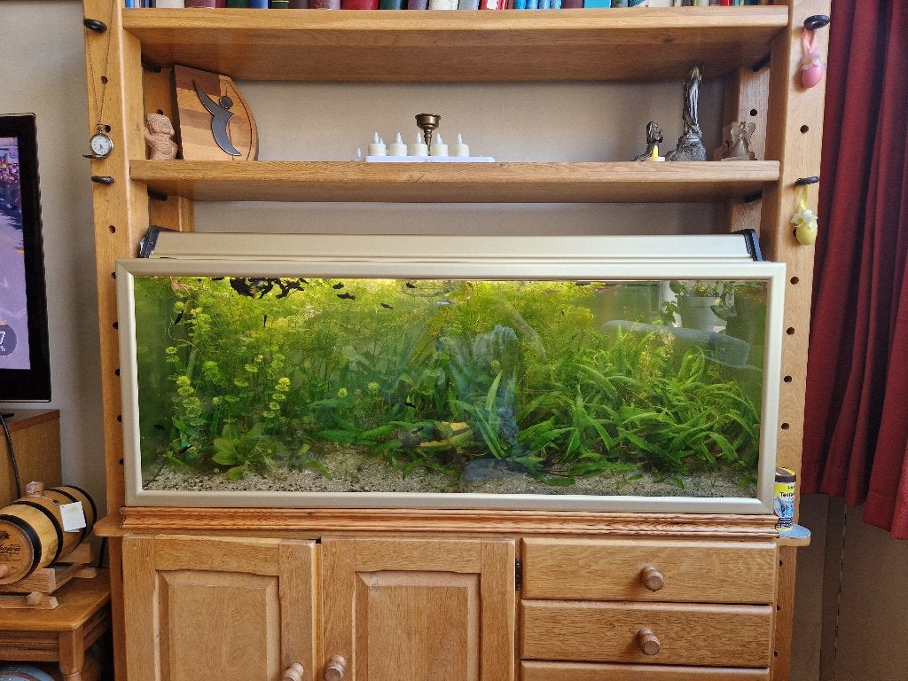 Juwel aquarium 260 l., Ophalen, Gebruikt, Overige typen, Inclusief vissen