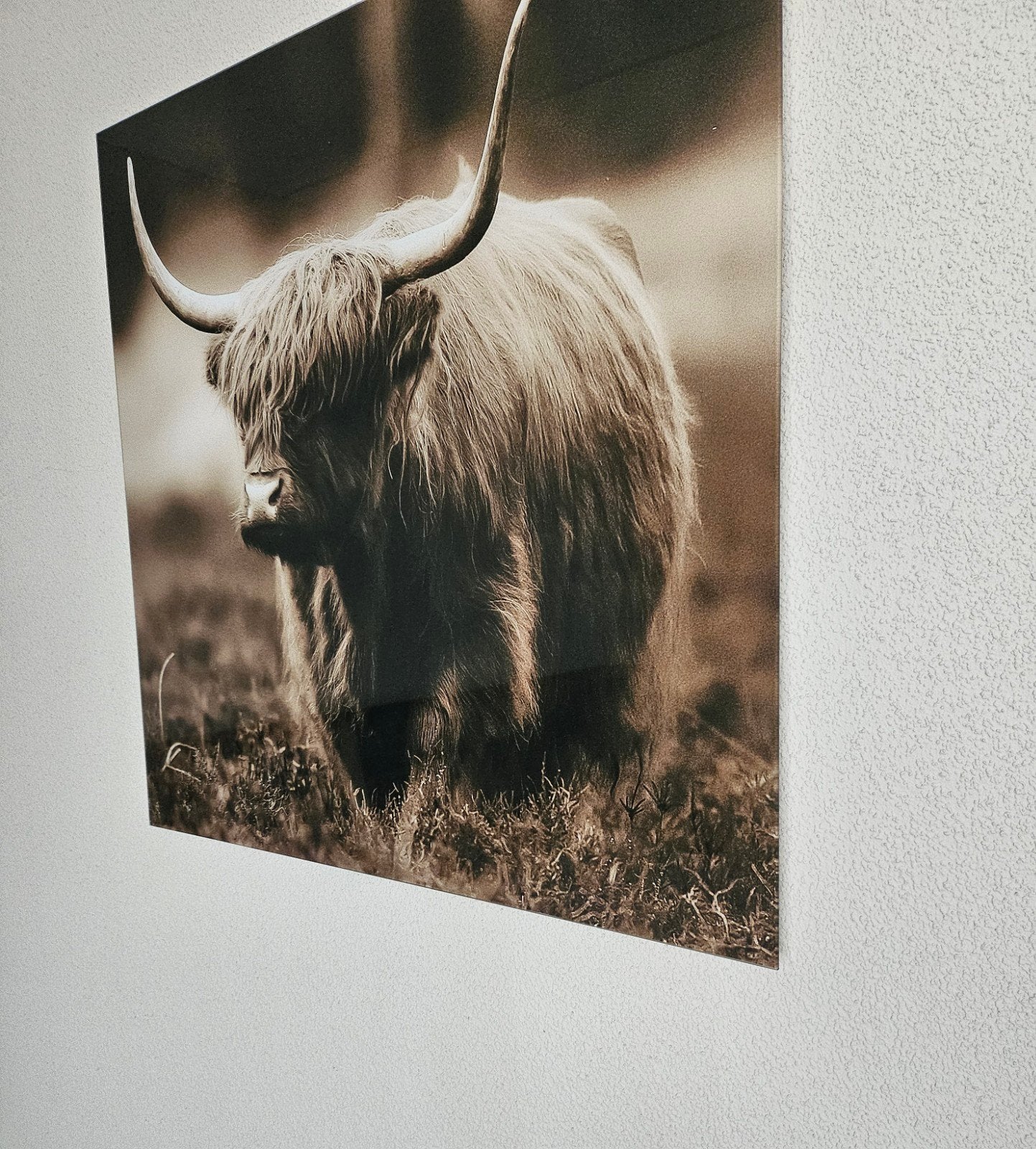 glasschilderij van schote hooglander 80x80 cm, Huis en Inrichting, Woonaccessoires | Schilderijen, Tekeningen en Foto's, Ophalen
