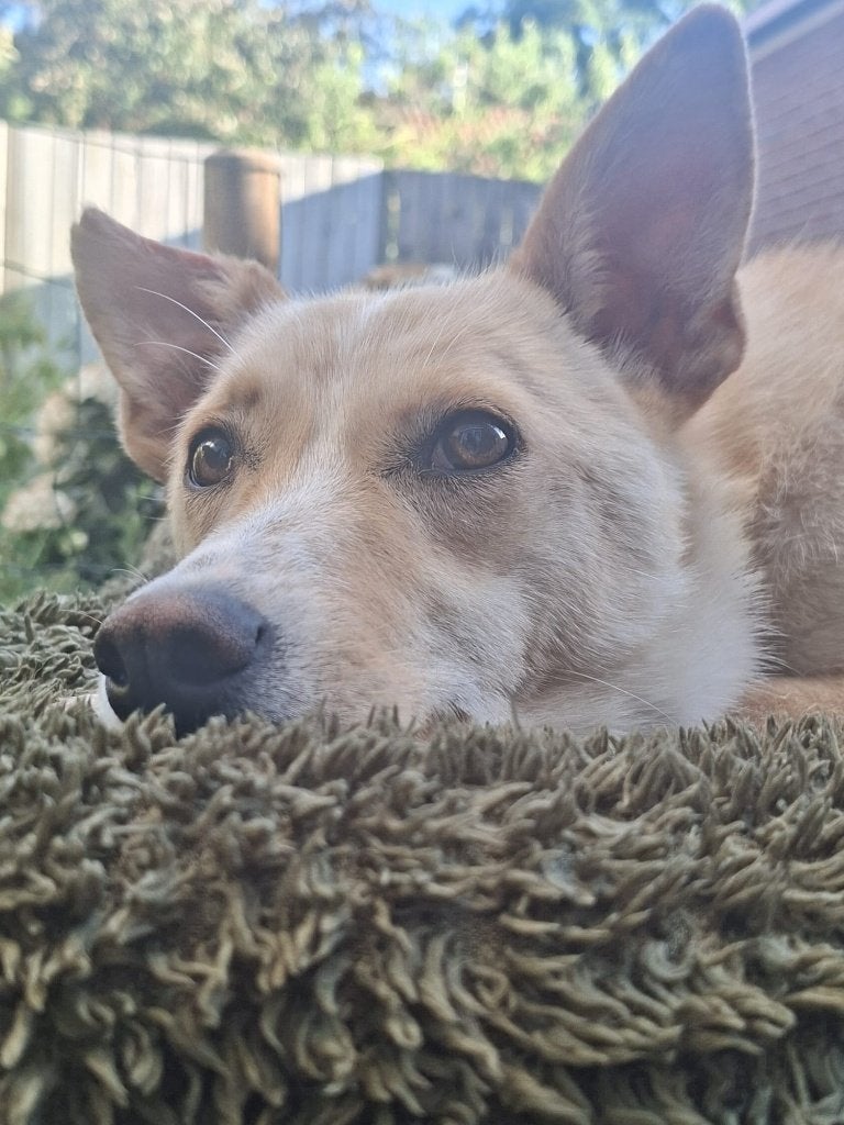Natasja lief jong teefje, Particulier, 1 tot 2 jaar, Buitenland, Teef