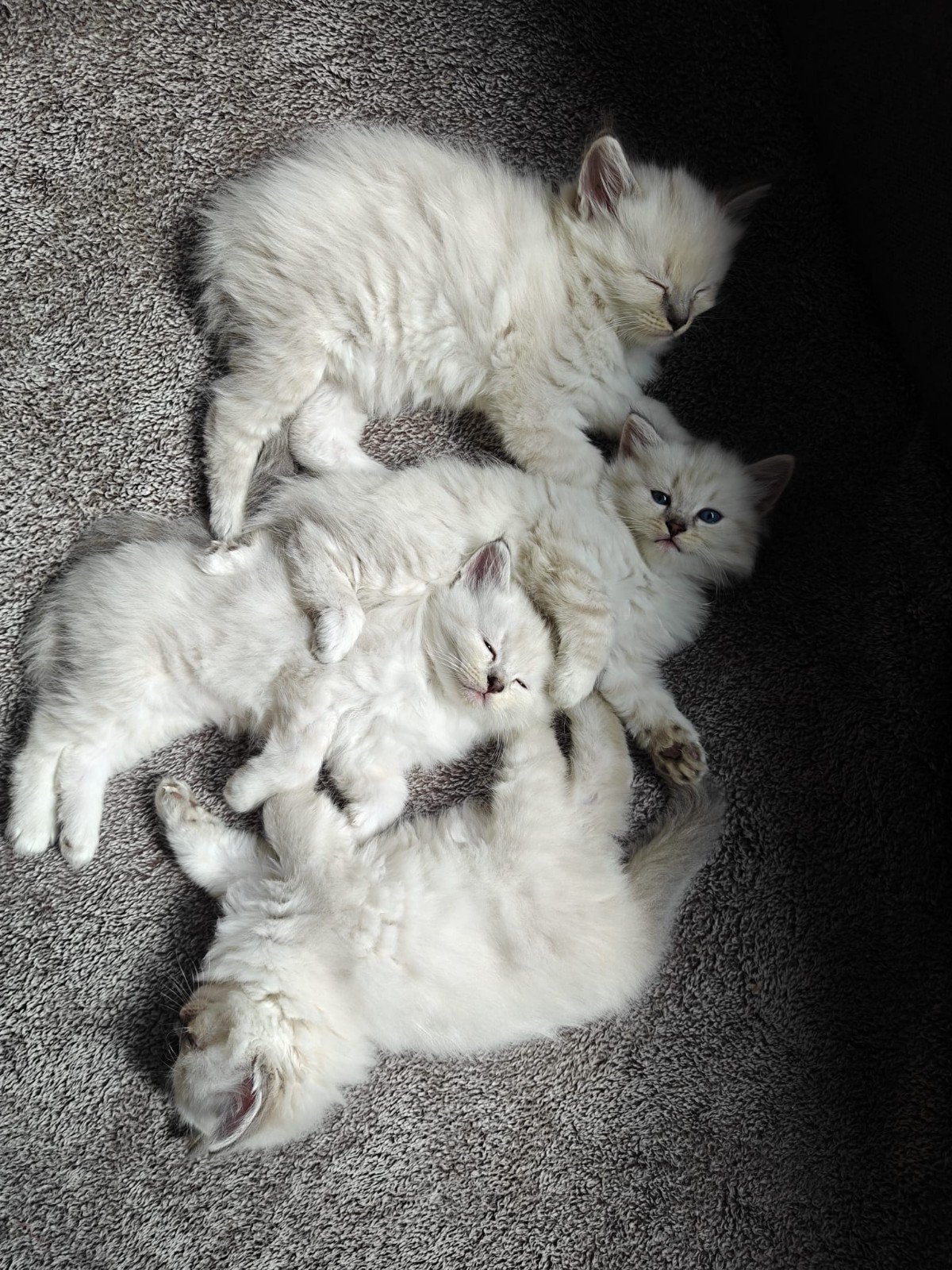 Sociale Siberische kittens neva masquerade (hypoallergeen), Meerdere dieren, Ontwormd, 0 tot 2 jaar
