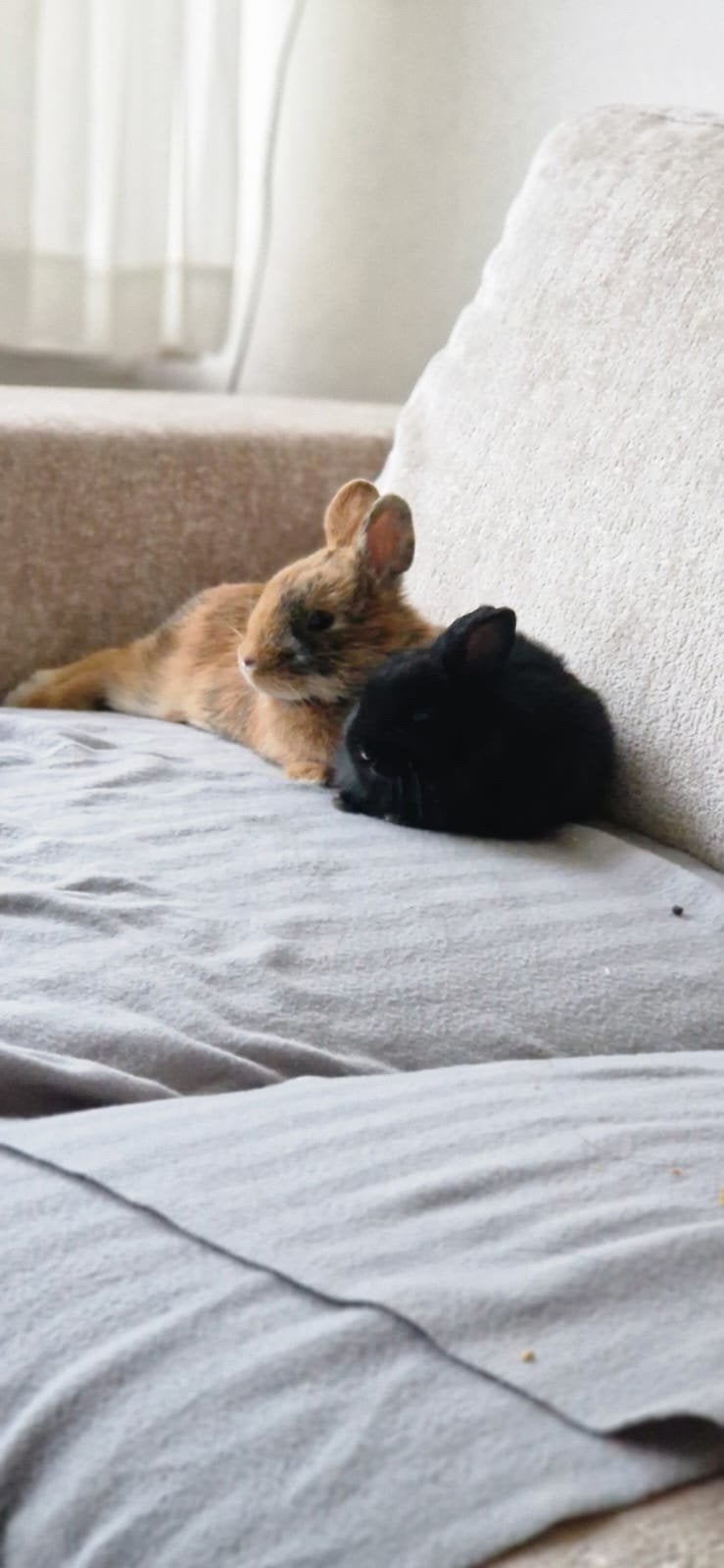 Konijnen vermist, Meerdere dieren, Ontwormd, 0 tot 2 jaar