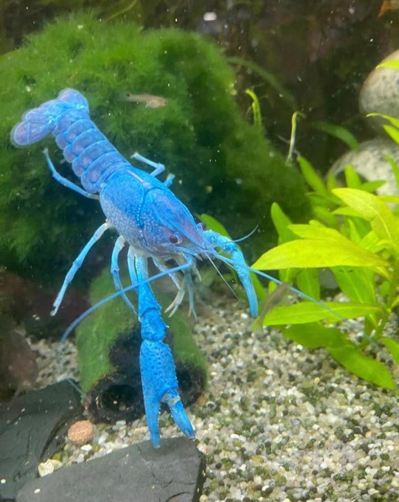 Blauwe florida kreeft 5+1 gratis, Dieren en Toebehoren, Ophalen, Plant(en), Steen of Hout