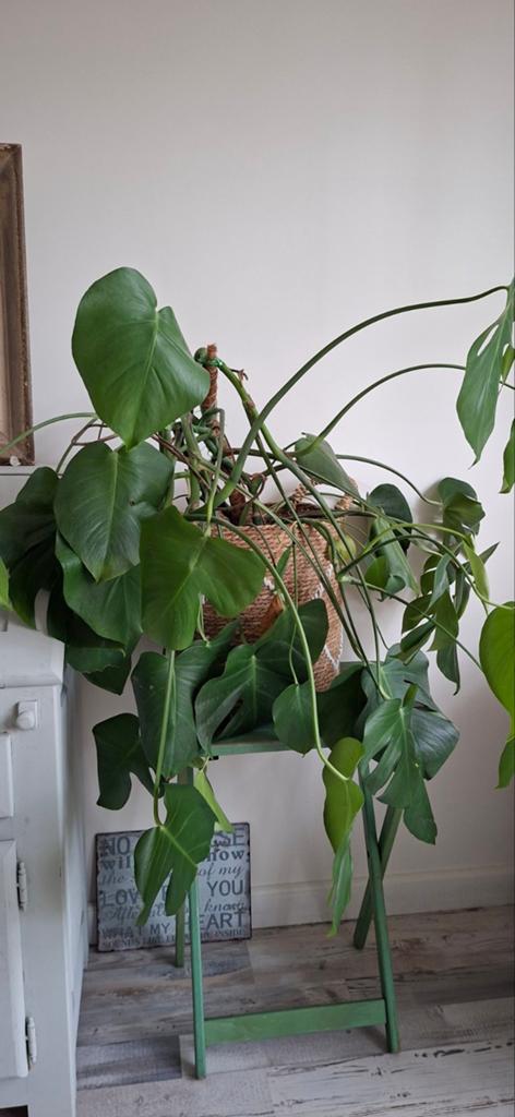 Mooie monstera plant, Ophalen, Halfschaduw, Minder dan 100 cm