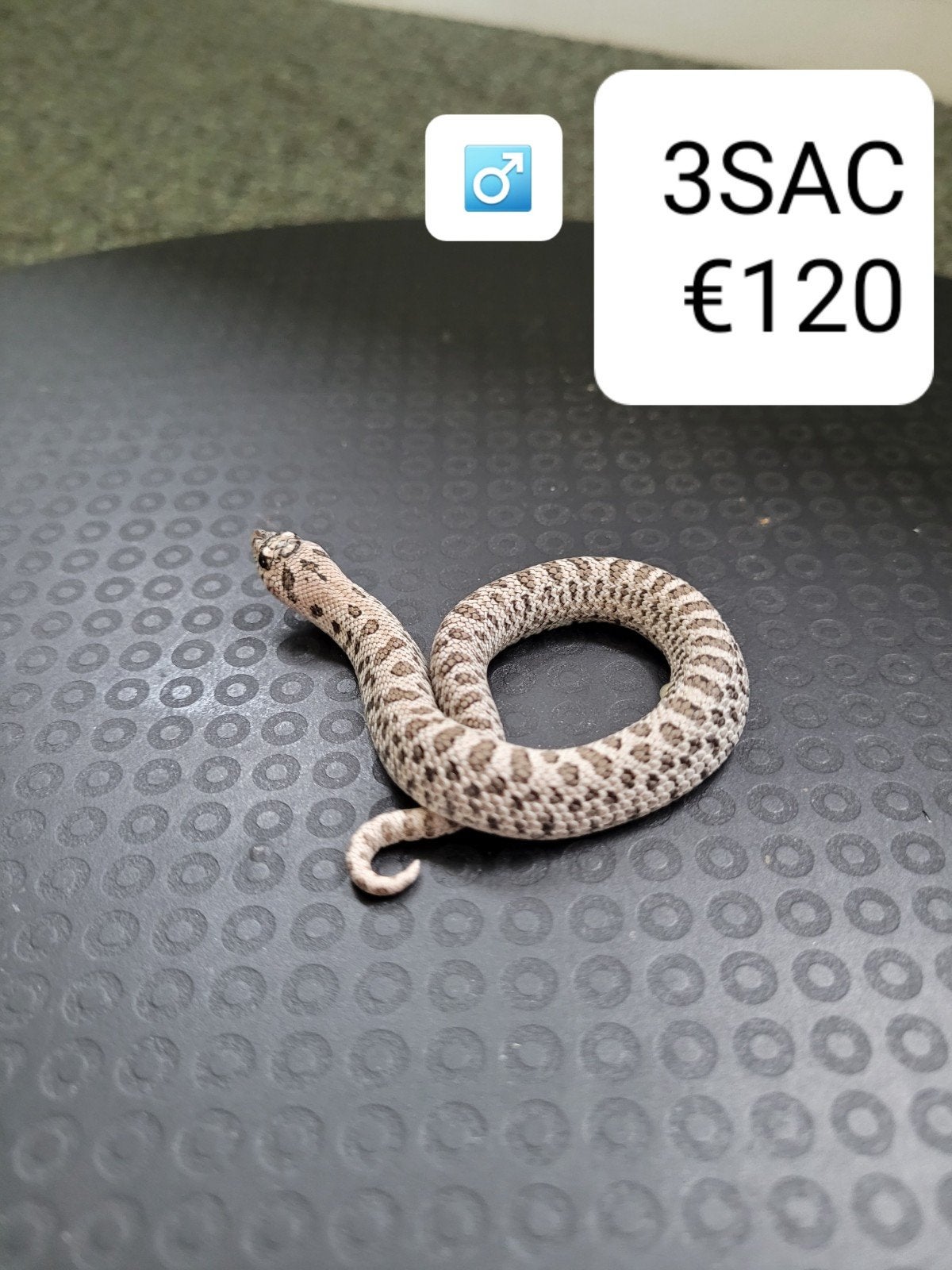 Heterodon Nasicus - Haakneusslang Hognose Snake photo 8