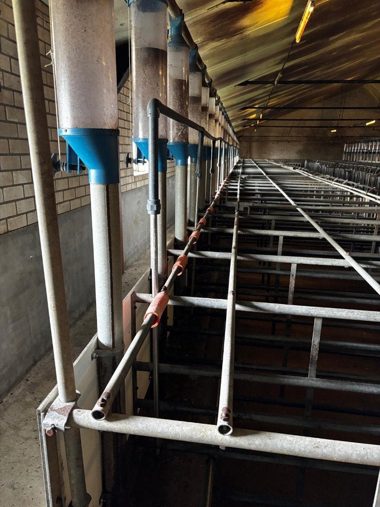 Complete stalinrichting varkens, Ophalen of Verzenden, Veehouderij, Overige typen