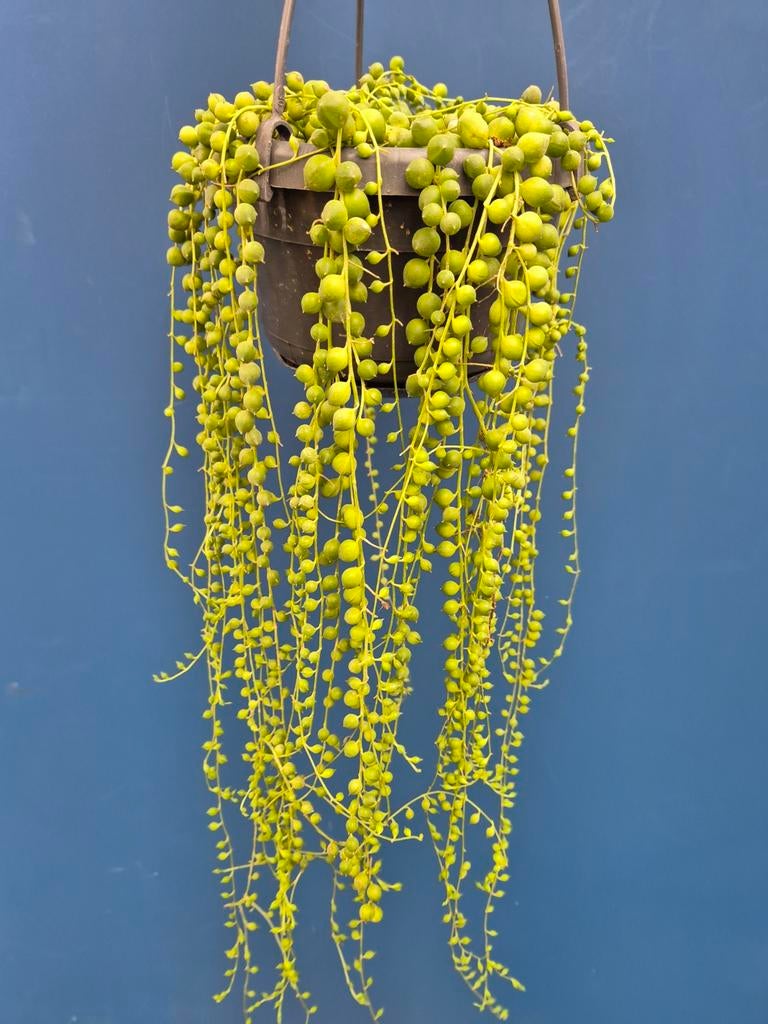 Senecio rowleyanus p14, Huis en Inrichting, Kamerplanten, Ophalen of Verzenden
