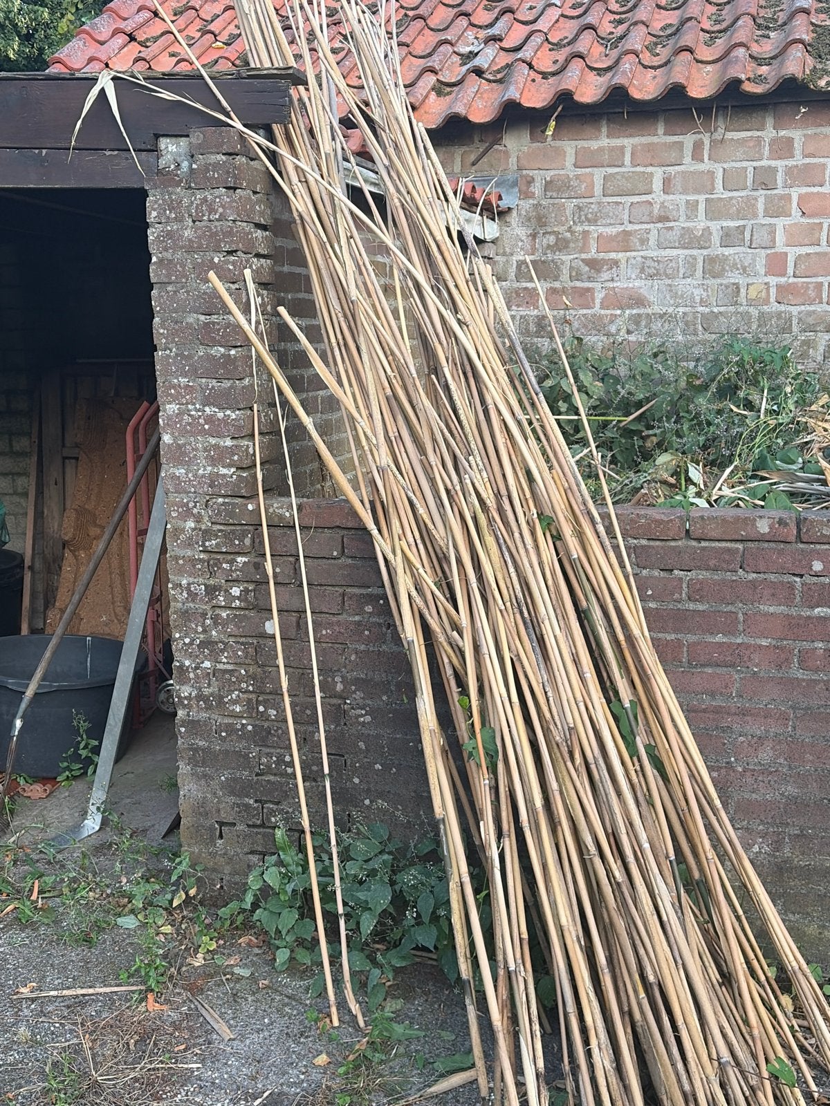 Bamboe stokken voor tuin of decoratie, Tuin en Terras, Planten | Tuinplanten, Ophalen, Overige soorten