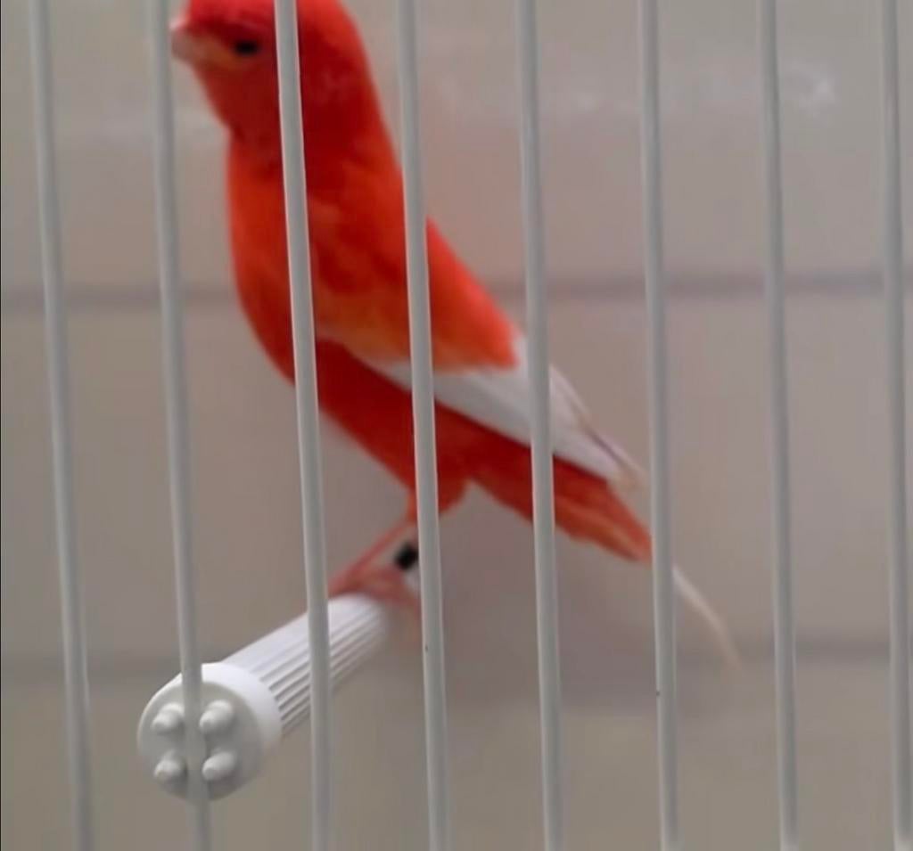 Koppel rood kanarie, Dieren en Toebehoren, Vogels | Kanaries, Meerdere dieren, Kleurkanarie