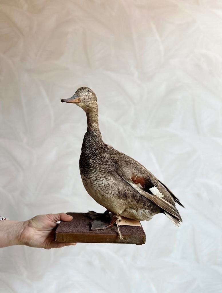 Taxidermie opgezette (krakeend?)op houten voetstuk, Kip
