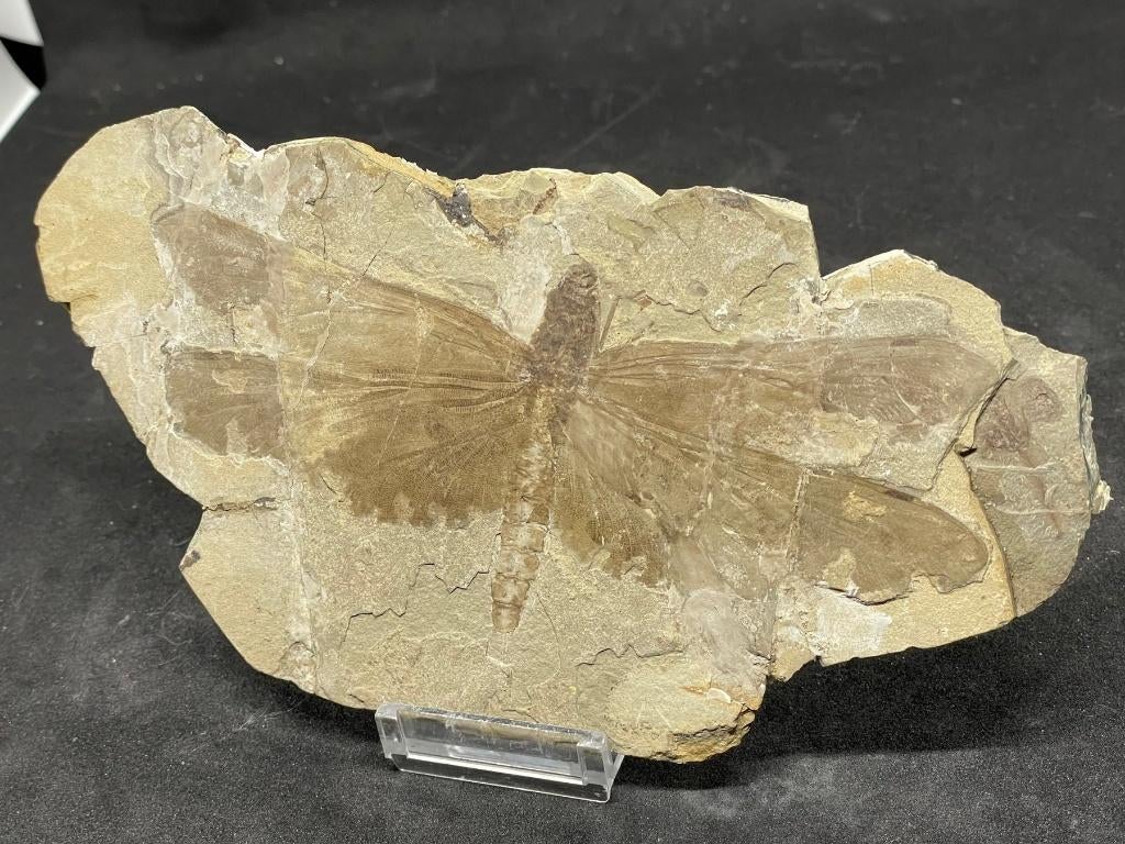 fossiel libelle (circa 130 miljoen jaar oud), Verzamelen, Ophalen, Fossiel