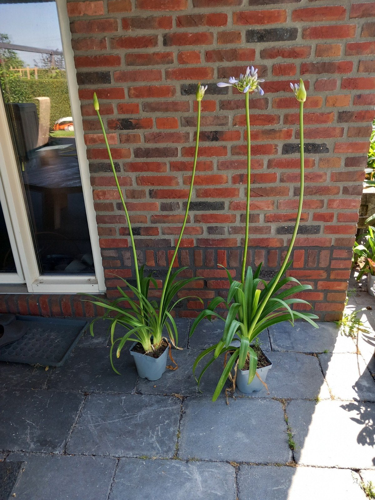Agapanthus, Tuin en Terras, Ophalen of Verzenden, Overige soorten, Volle zon