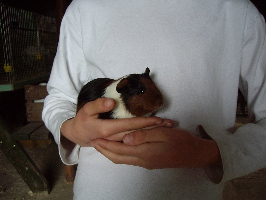 Jonge cavia's driekleur gladhaar, Dieren en Toebehoren, Juli, Meerdere dieren, Cavia