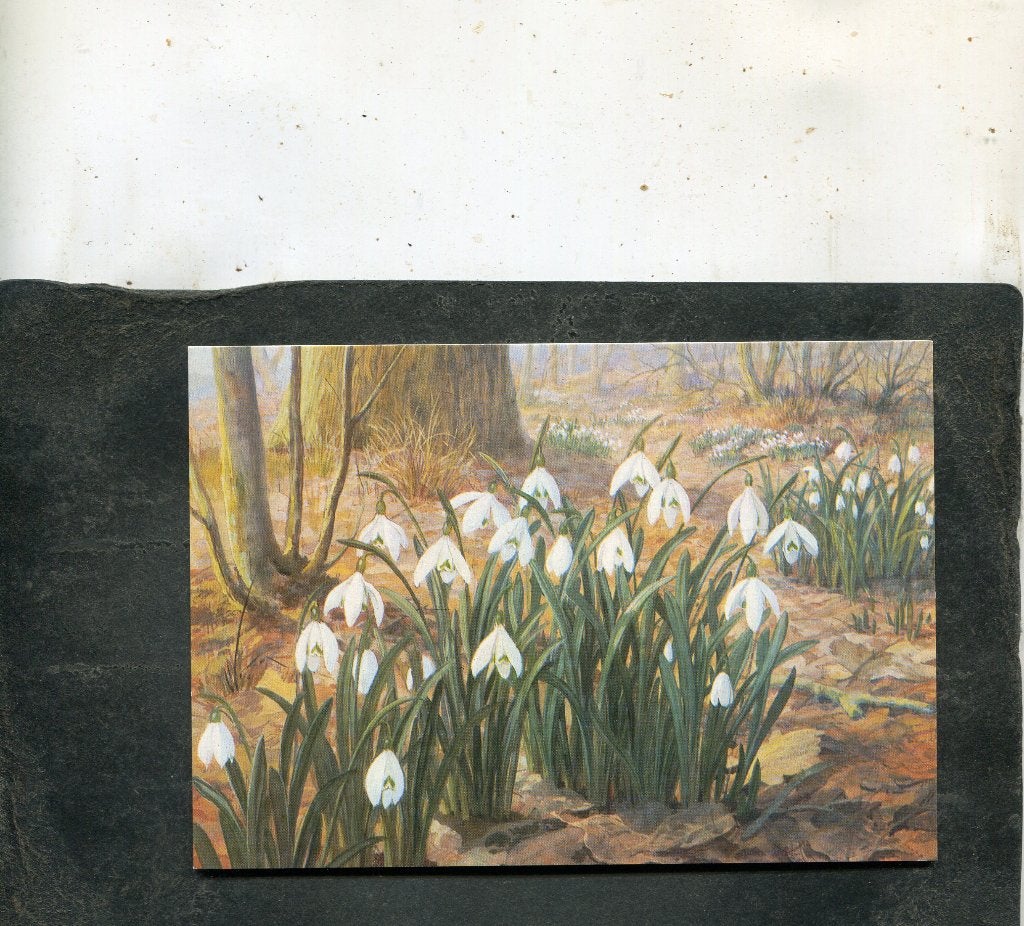 Ansicht M. Forestier - Snowdrops, Verzenden, 1980 tot heden, Ongelopen