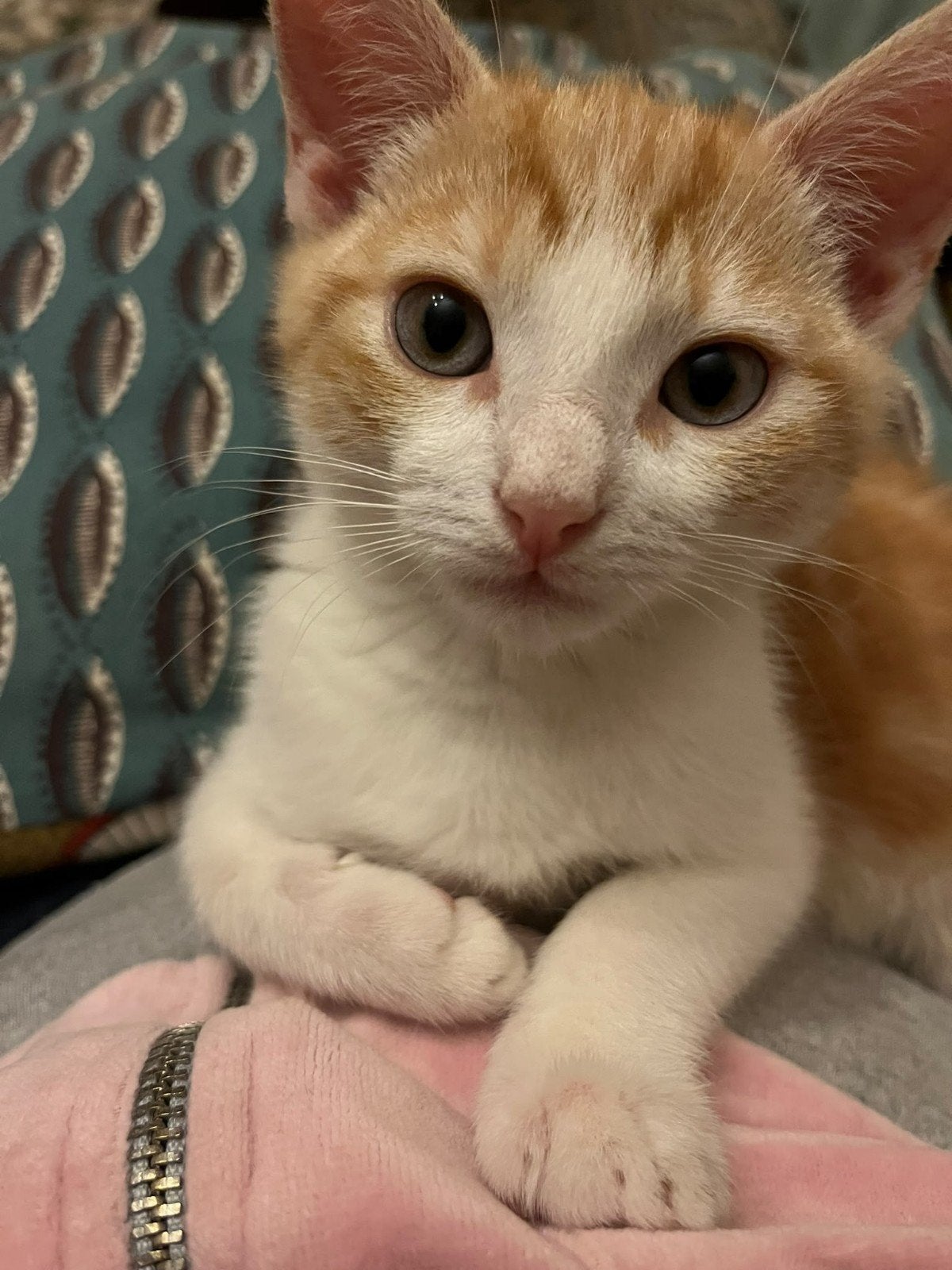 kittens om direct mee na huis te mogen nemen, Dieren en Toebehoren, Meerdere dieren