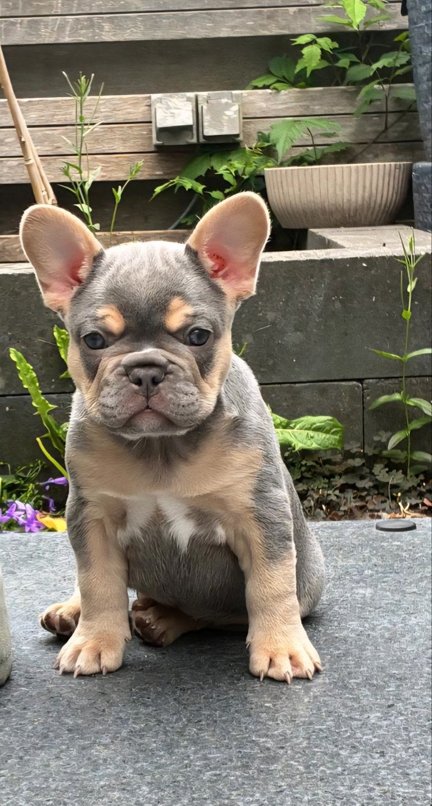 Franse bulldog pups kampioenslijn Lilac Cherry Tan, 8 tot 15 weken, Teef, Bulldog, Meerdere