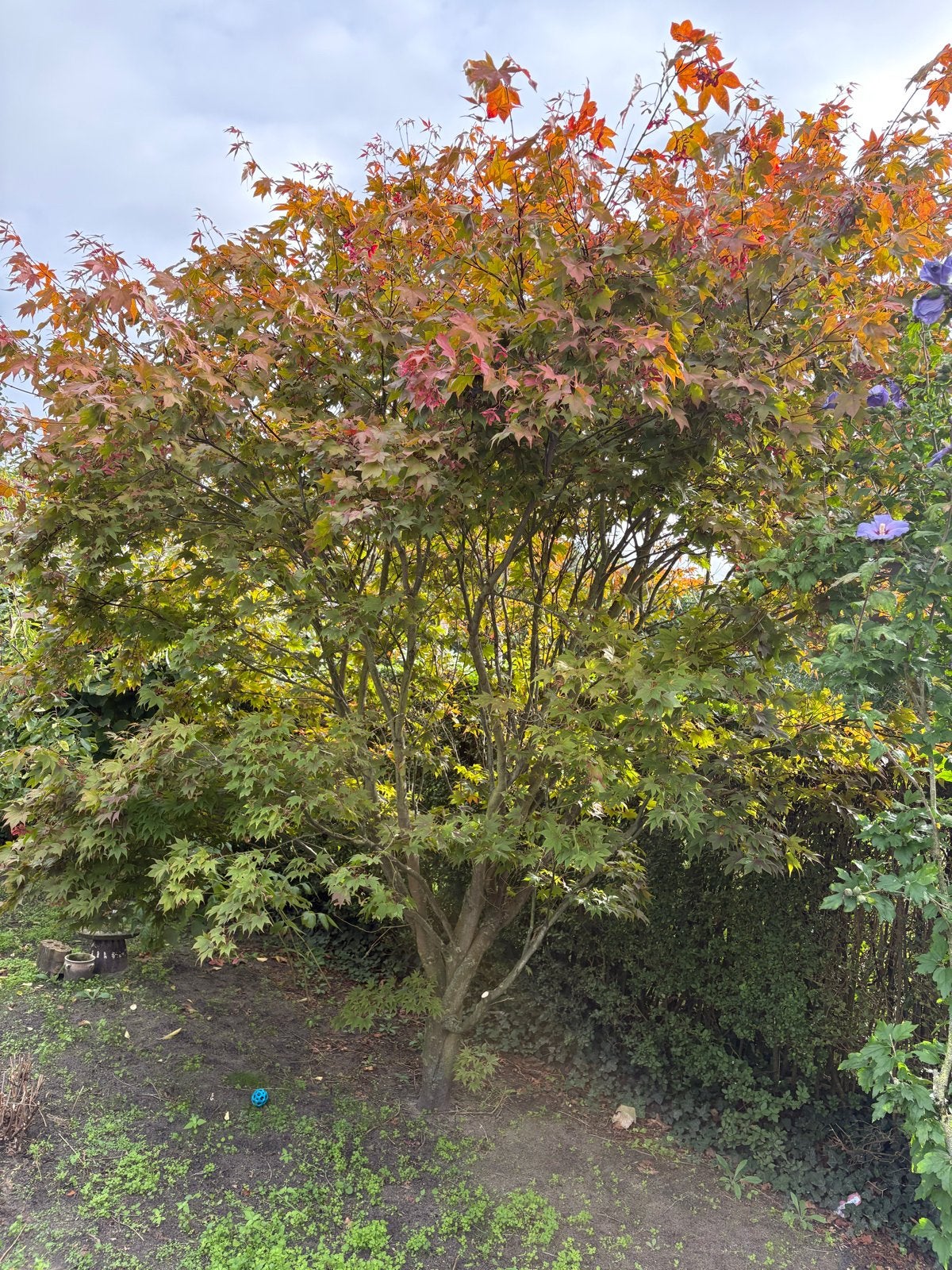 Prachtige Japanse Esdoorn - Ideaal voor elke tuin!, Bloeit niet, Overige soorten, 250 tot 400 cm, Ophalen