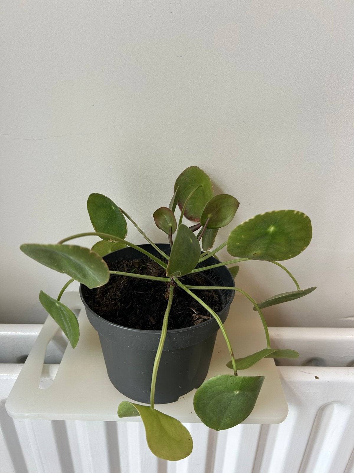 Pannenkoekplant, Ophalen, Halfschaduw, Minder dan 100 cm