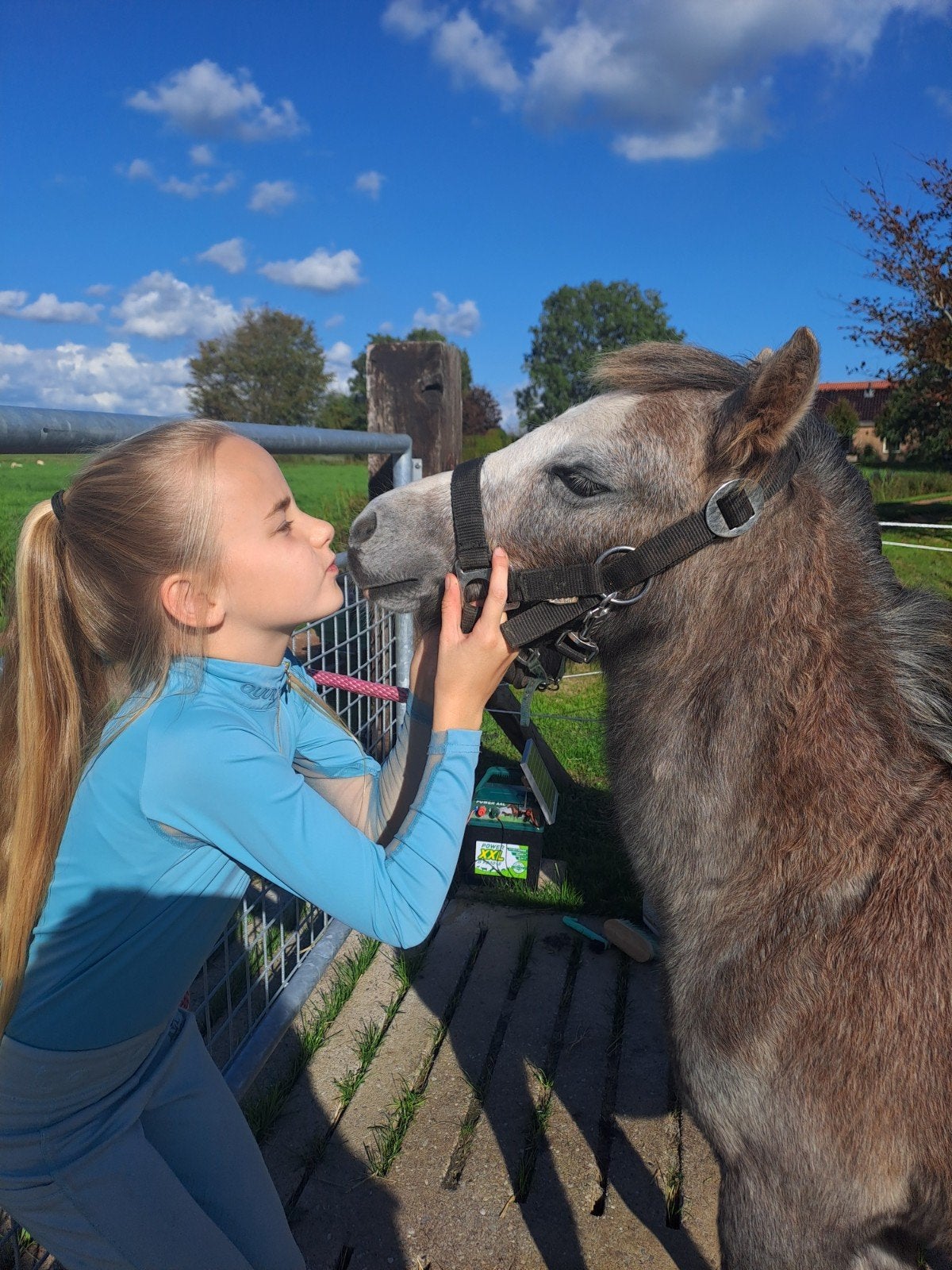 Superlief Welsh hengst veulen, Ophalen