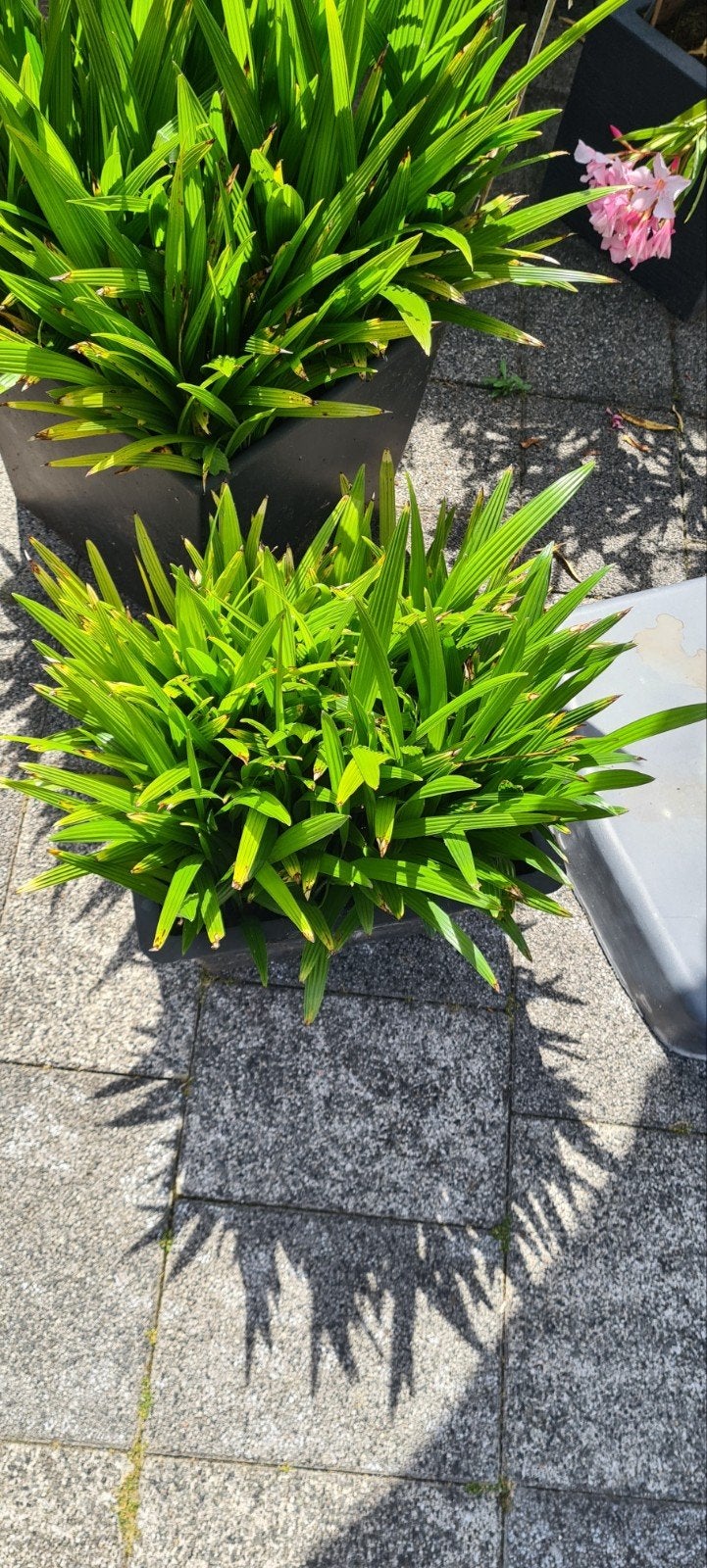 Trachycarpus winterharde palmboom stekken, Tuin en Terras, Ophalen, Overige soorten, Volle zon