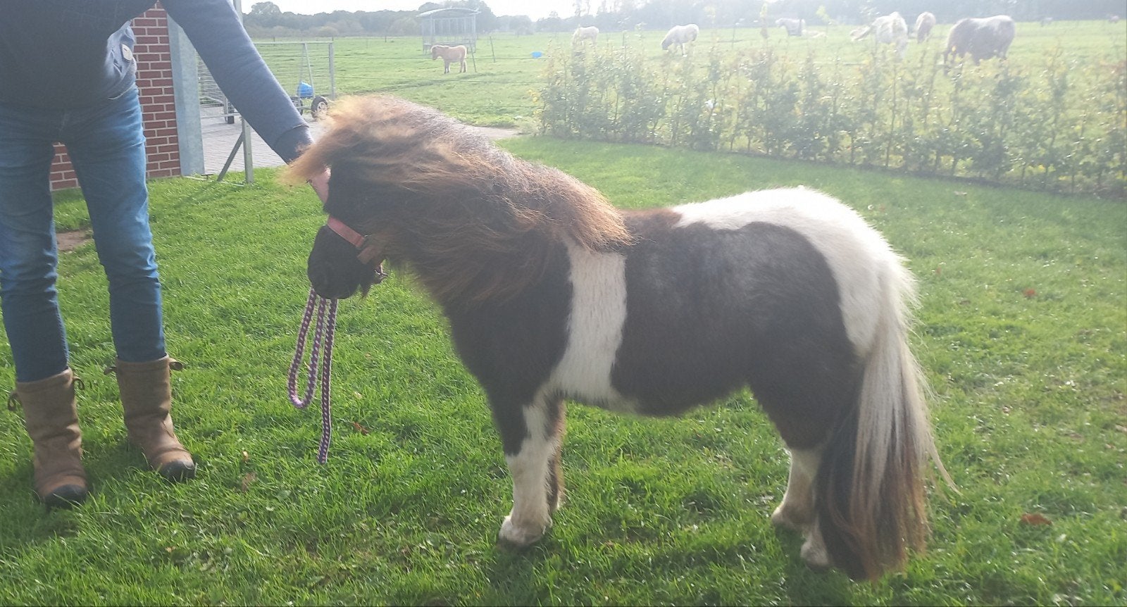 ZWARTBONTE EN BLUEDUN MERRIE'S., Merrie