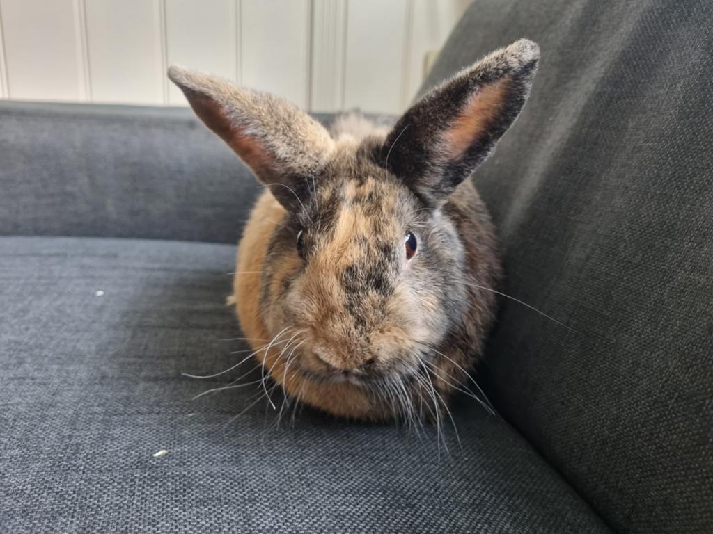 Lief konijn, ras onbekend., Dieren en Toebehoren, Konijnen, Mannelijk, Hangoor
