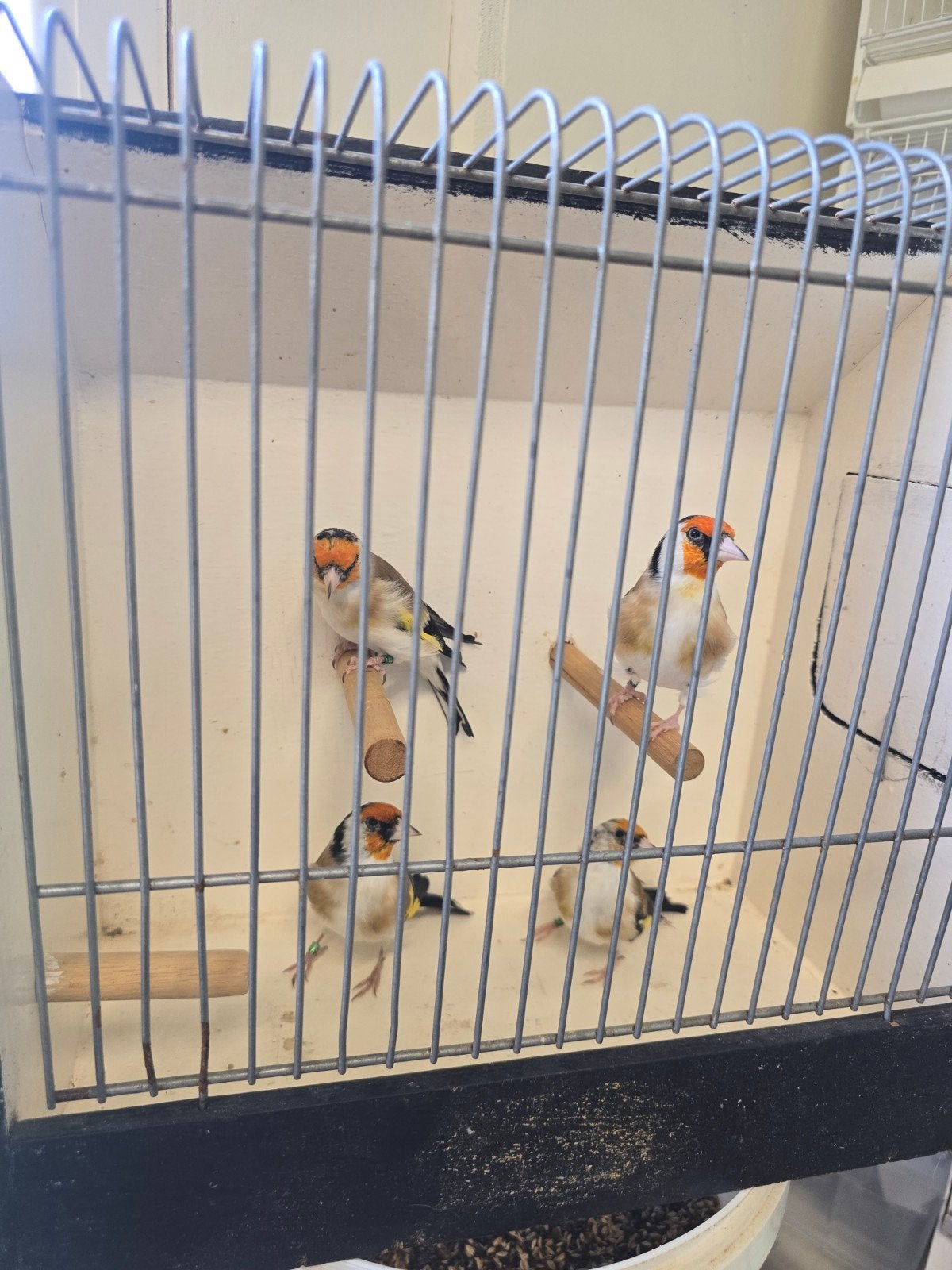 majoor putters, Dieren en Toebehoren, Meerdere dieren, Wildzangvogel