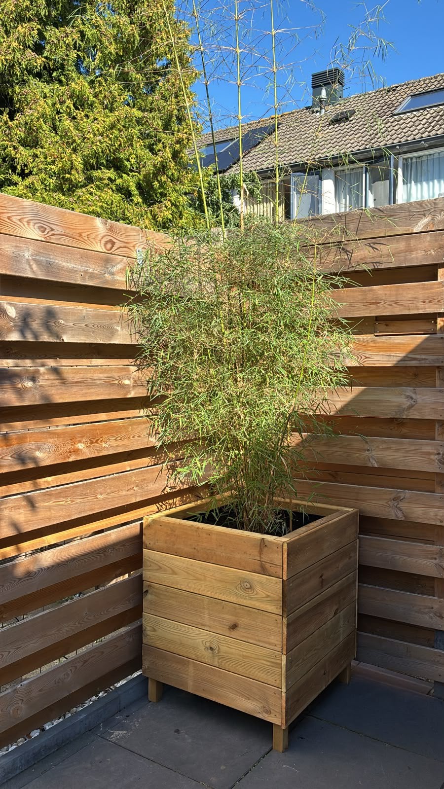 Bamboe in grote plantenbak, Tuin en Terras, Ophalen, Bloeit niet, Halfschaduw, Overige soorten