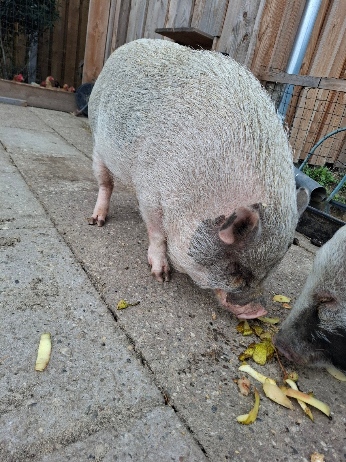 Dekbeer gezocht mini varken, Dieren en Toebehoren, Geslacht onbekend, Varken, 0 tot 2 jaar