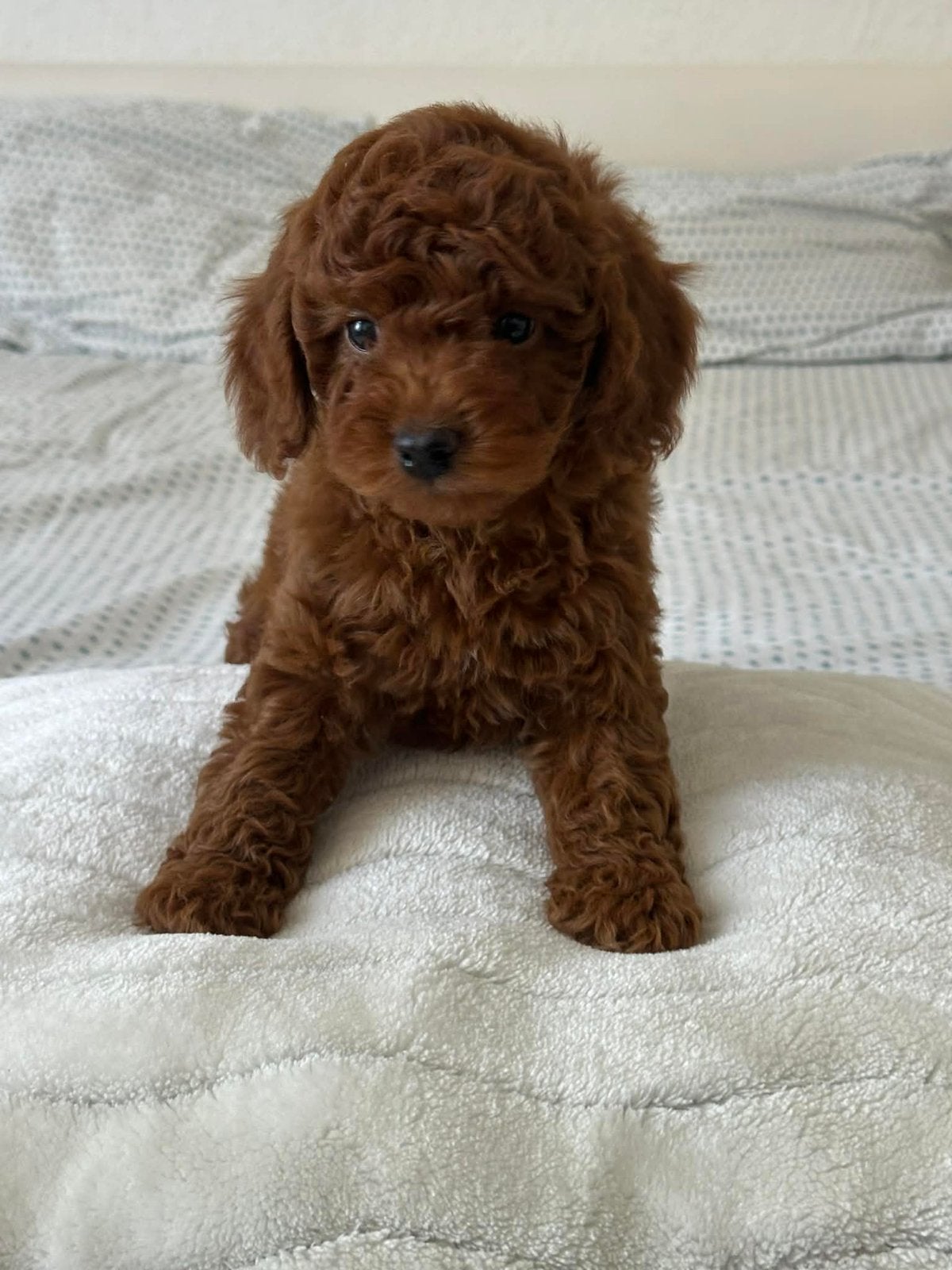 poodle toy, Poedel, 15 weken tot 1 jaar, Parvo, Eén hond
