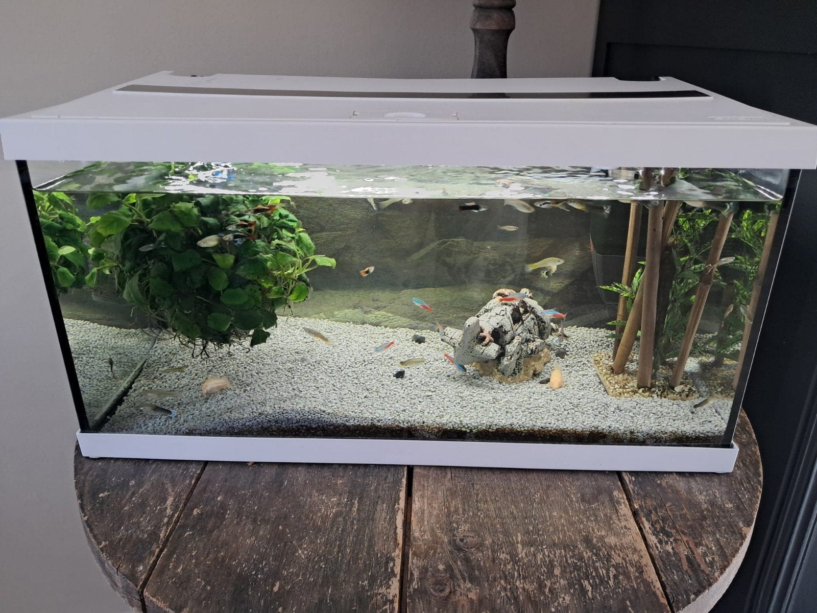 Aquarium met veel soorten vissen en veel extra's, Dieren en Toebehoren, Ophalen, Inclusief vissen, Zo goed als nieuw, Gevuld zoetwateraquarium