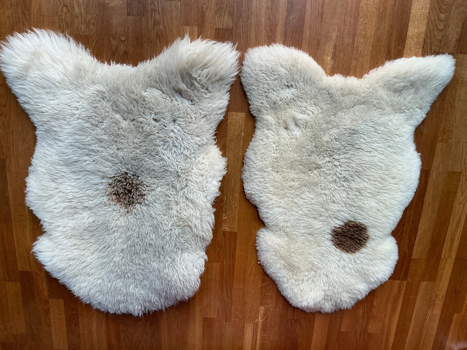 2x Schapenvacht Vloerkleed met bruin accent, Ophalen, 100 tot 150 cm, Zeer mooie dikke vacht, Wit