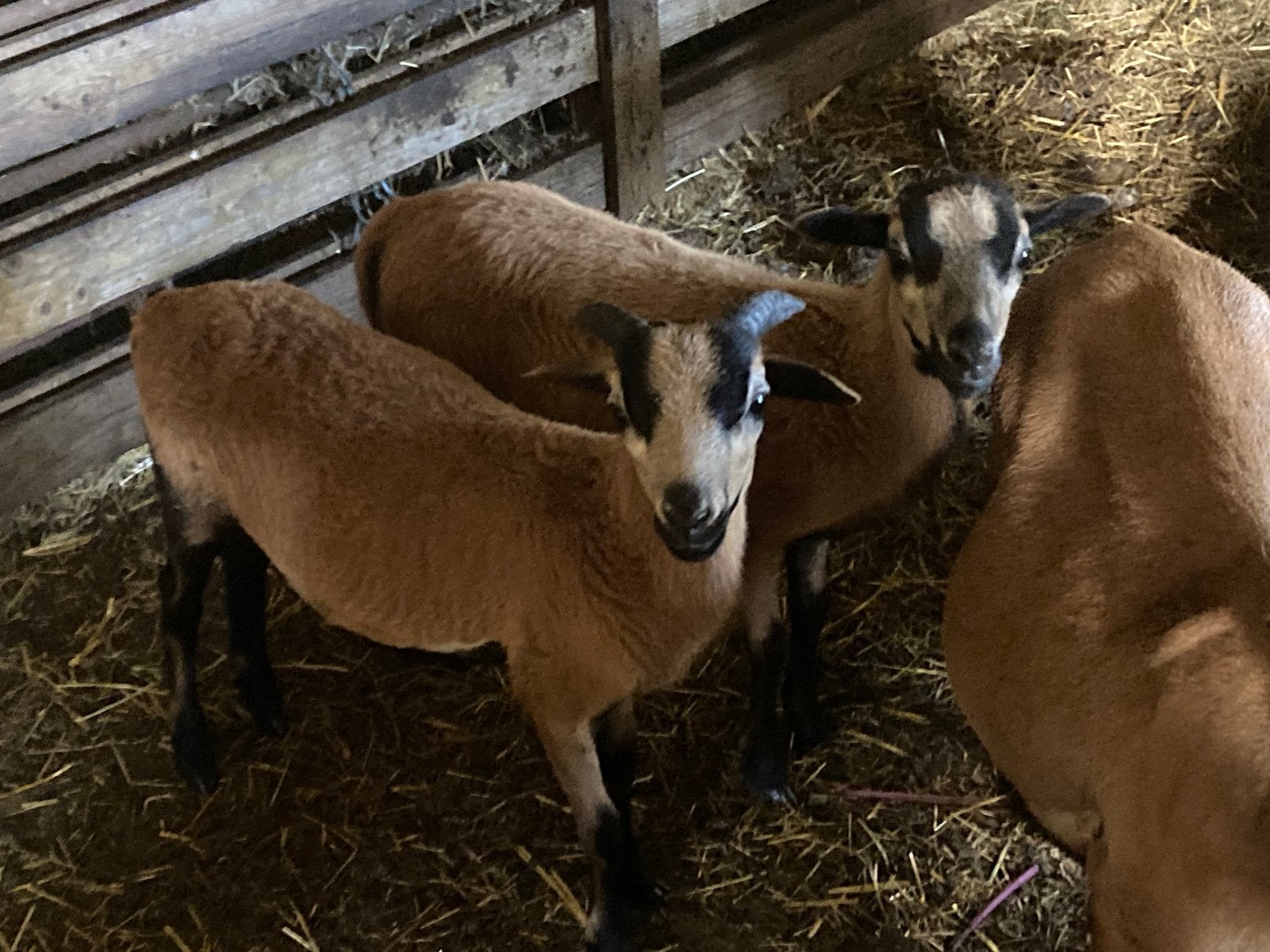 Kameroenschaap-ram lam te koop/ruil, Dieren en Toebehoren, Schapen, Geiten en Varkens, Mannelijk, Schaap