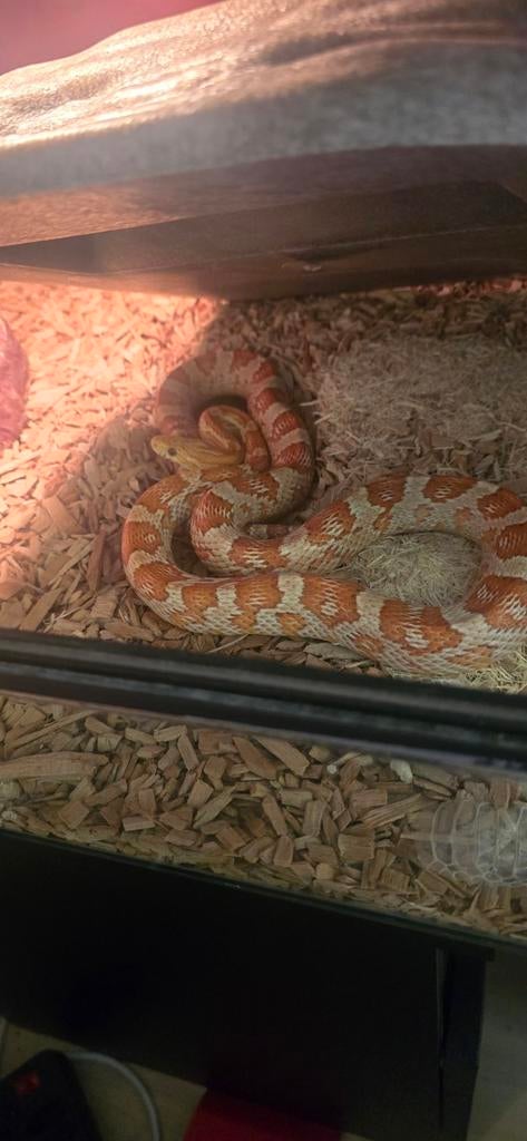 Rattenslang vrouwtje Rat Snake - female for sale from Patricia