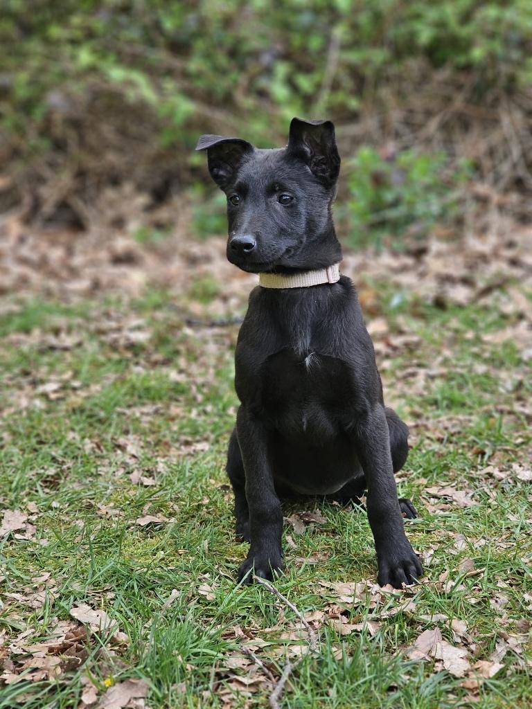 Mechelse herder pups, Dieren en Toebehoren, 8 tot 15 weken, Meerdere, Meerdere dieren, Herder