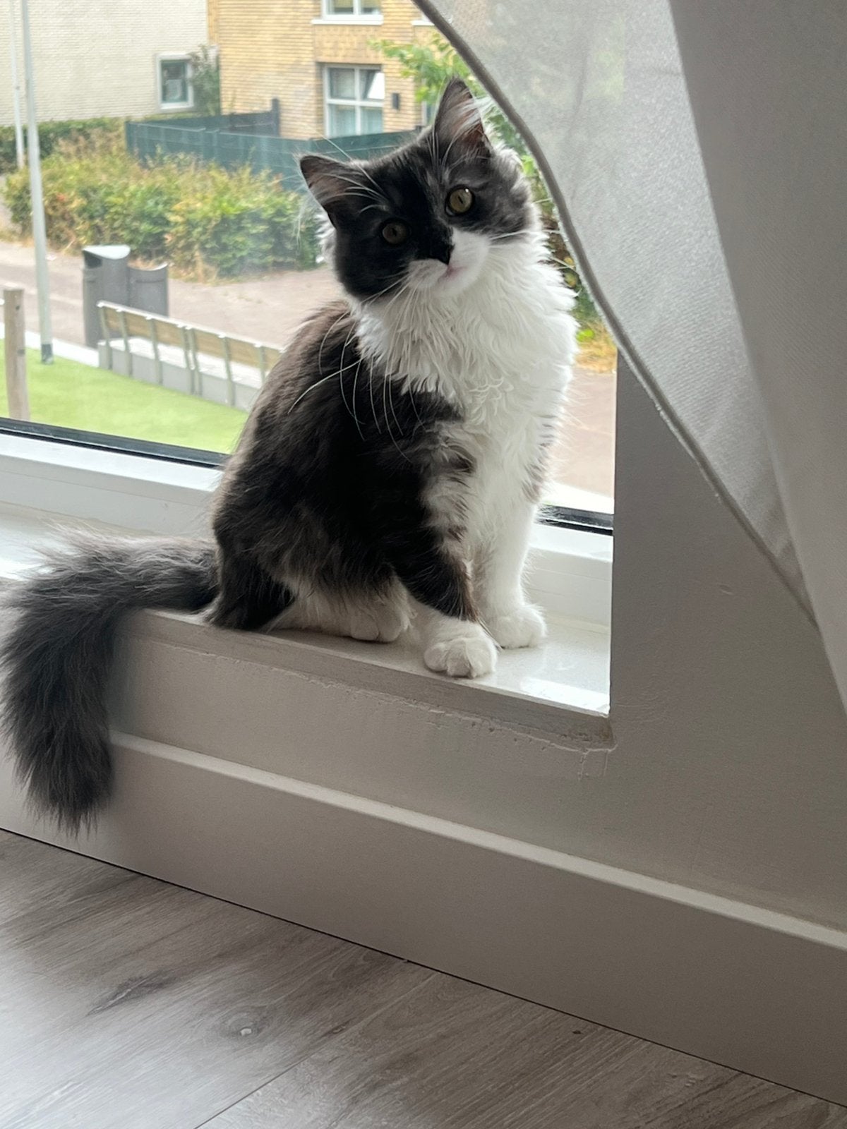 Ragdoll Britse Korthaar x Maine Coon poes, Dieren en Toebehoren, Katten en Kittens | Raskatten | Langhaar, Poes, Gechipt, 0 tot 2 jaar
