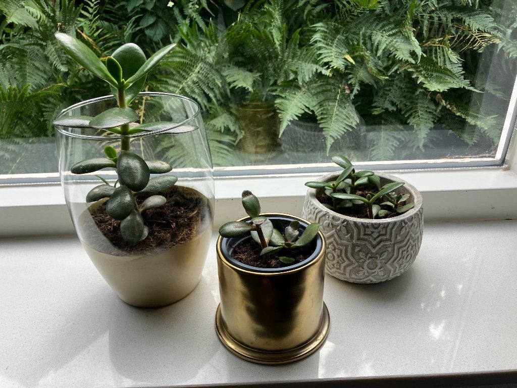 3 makkelijke kamerplanten vetplanten in sierpotten Crassula, Ophalen, Vetplant, In pot, Minder dan 100 cm