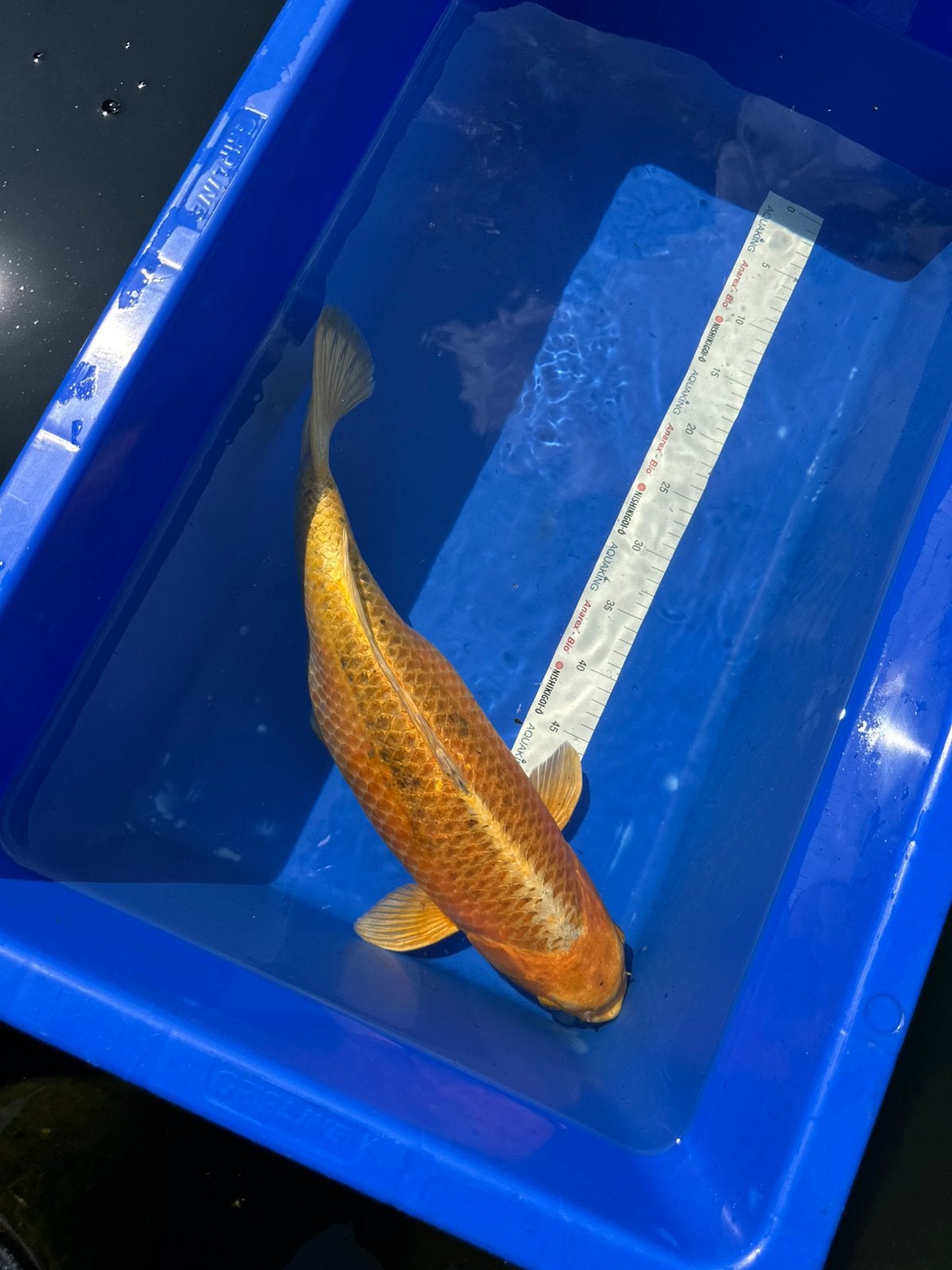 Japanse koi yamabuki Marusei, Karper of Koi