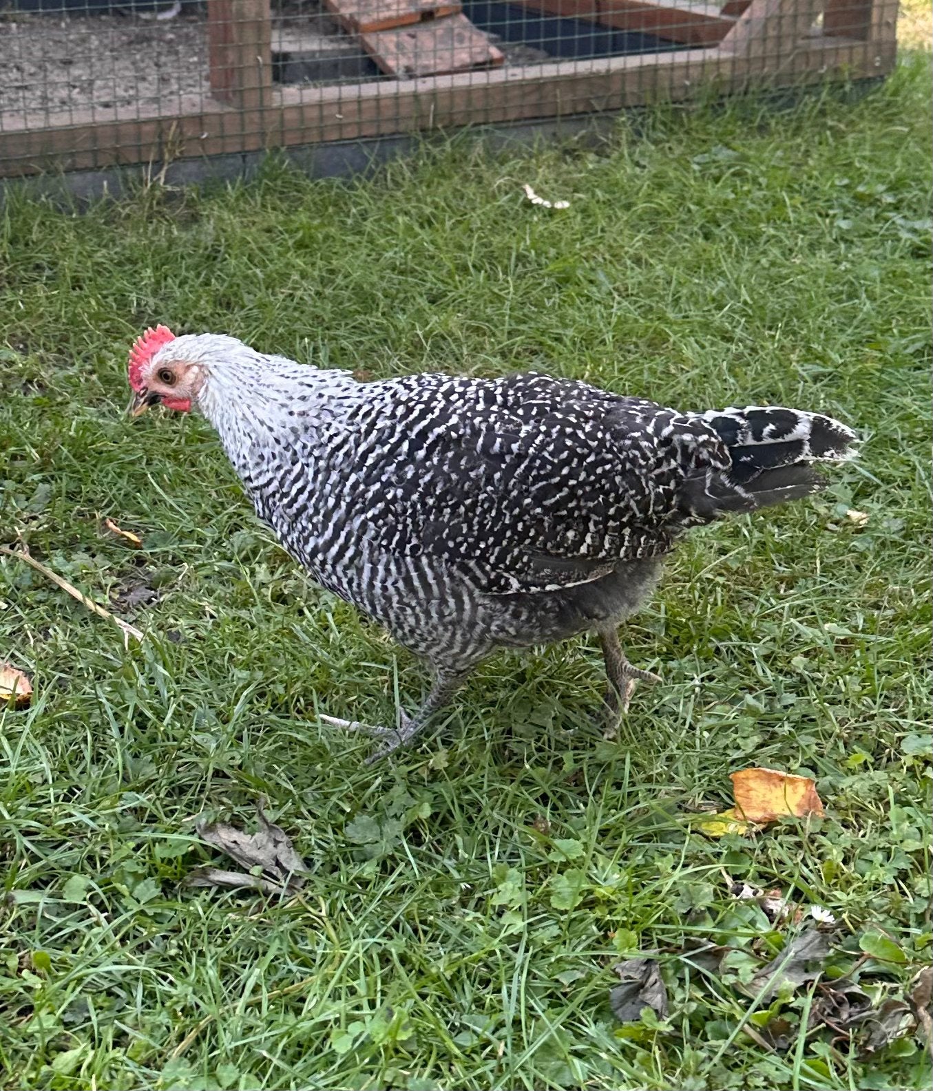 Chaamse Hoender hanen 7 weken oud, Dieren en Toebehoren, Pluimvee, Mannelijk, Kip