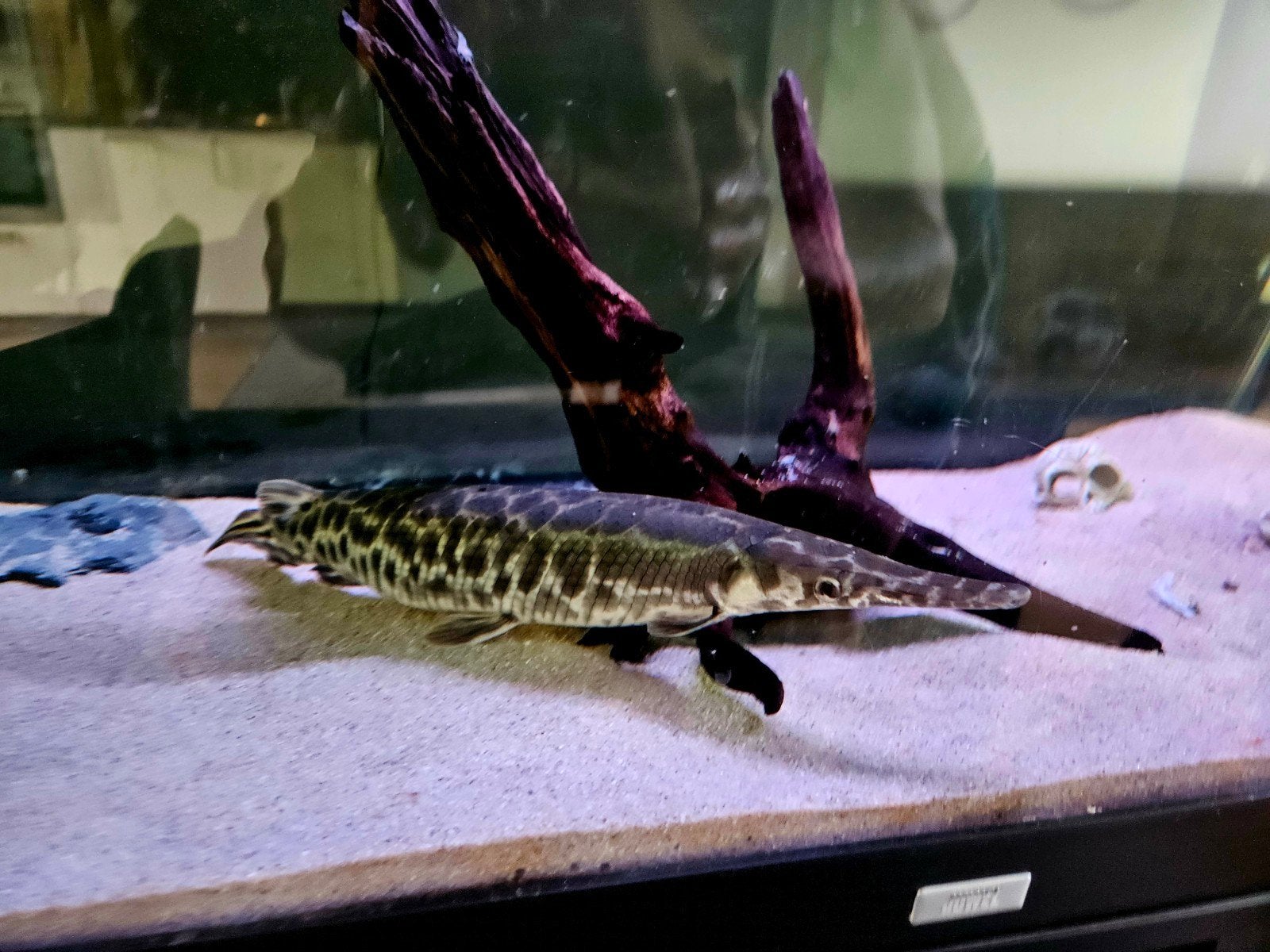 MOOIE ROOFVIS TE KOOP. FLORIDA GAR!, Vis, Zoetwatervis