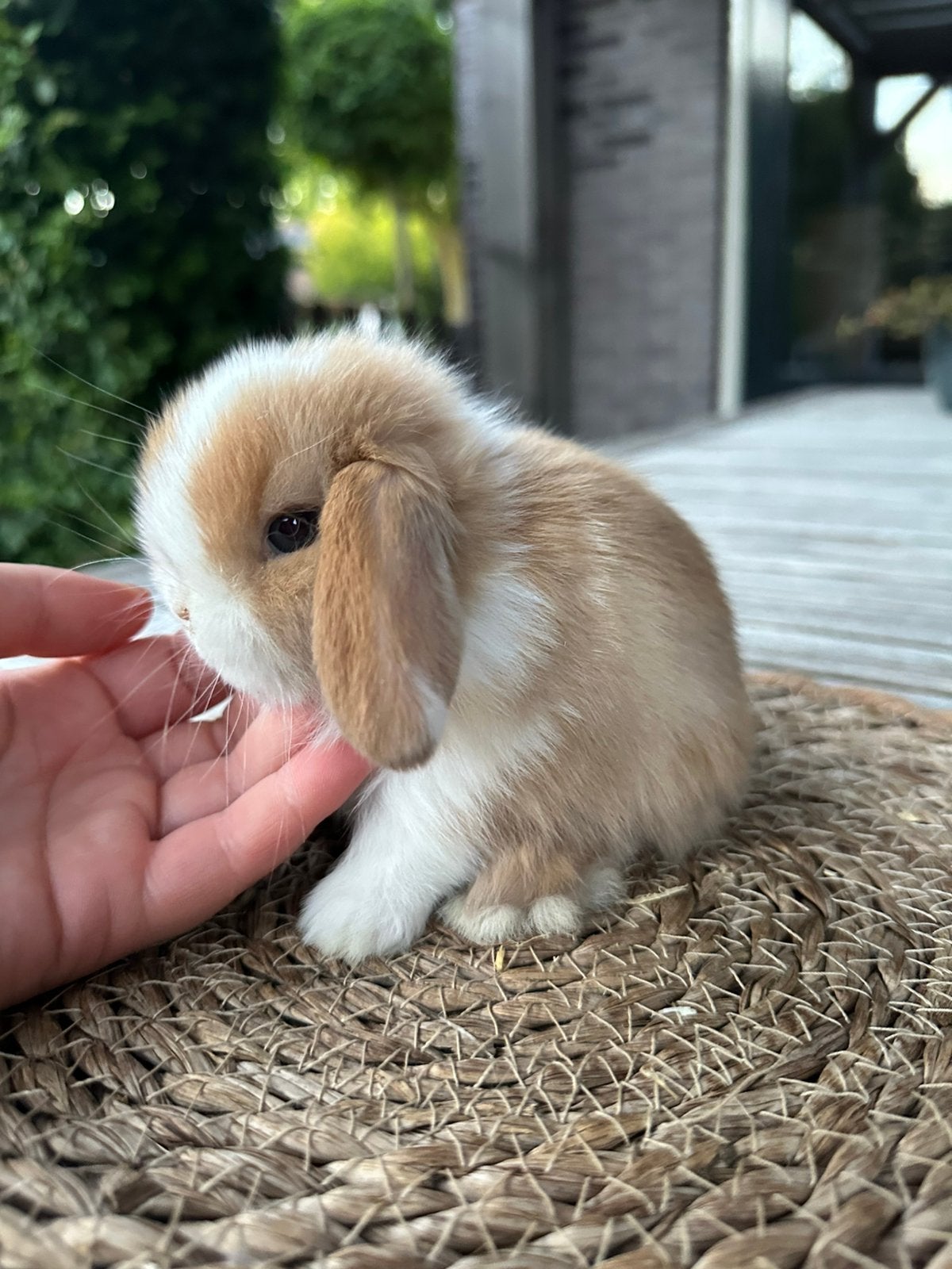 Prachtig minilop rammetje beschikbaar!, Dieren en Toebehoren, Mannelijk, Dwerg