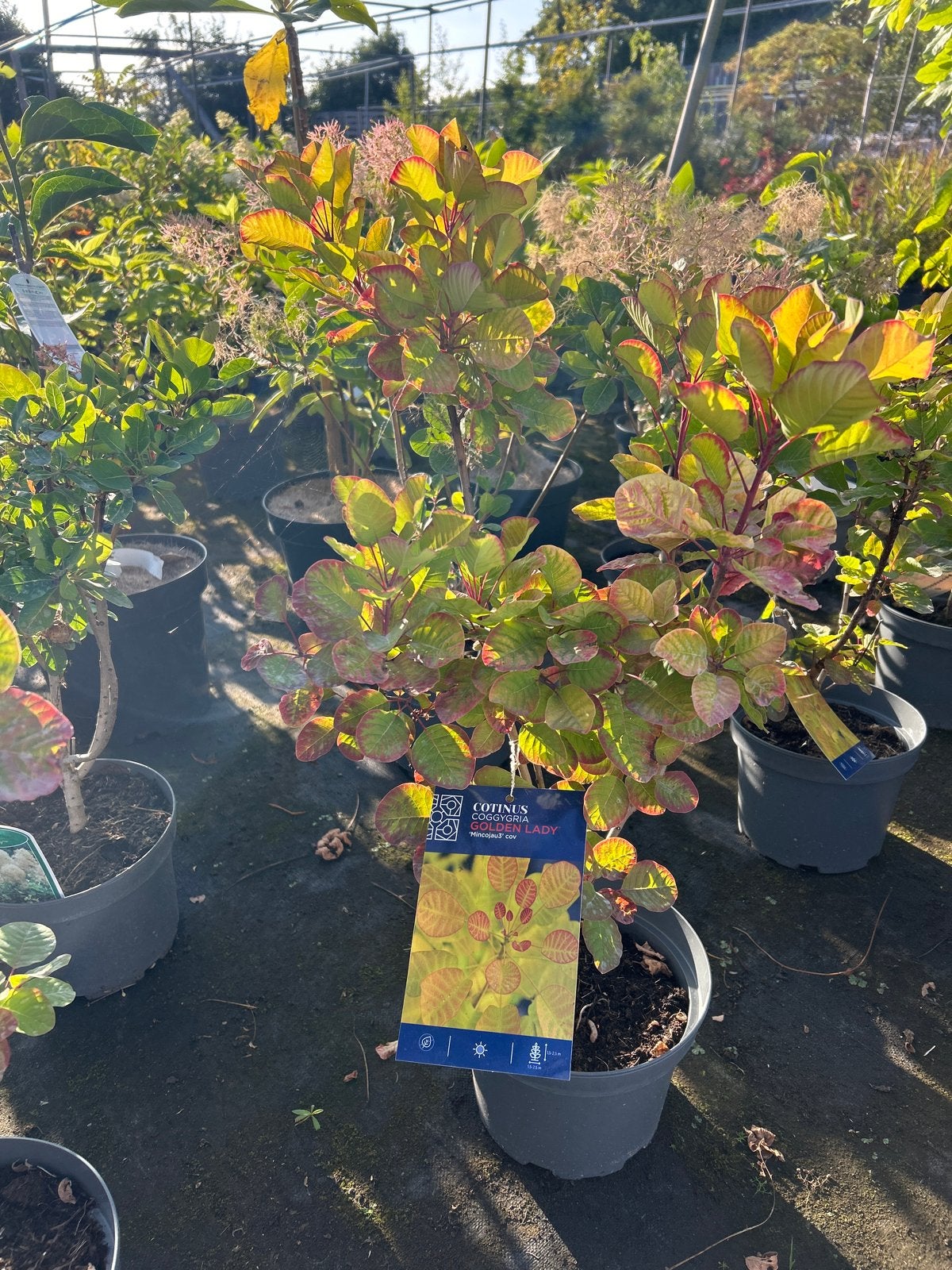 Cotinus coggygria 'Golden Lady' in 3L pot, Volle zon, Vaste plant, Zomer, Ophalen