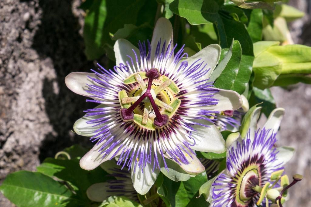 Passiebloen | Passiflora caerula | Klimplant, Ophalen of Verzenden, Overige soorten, Volle zon