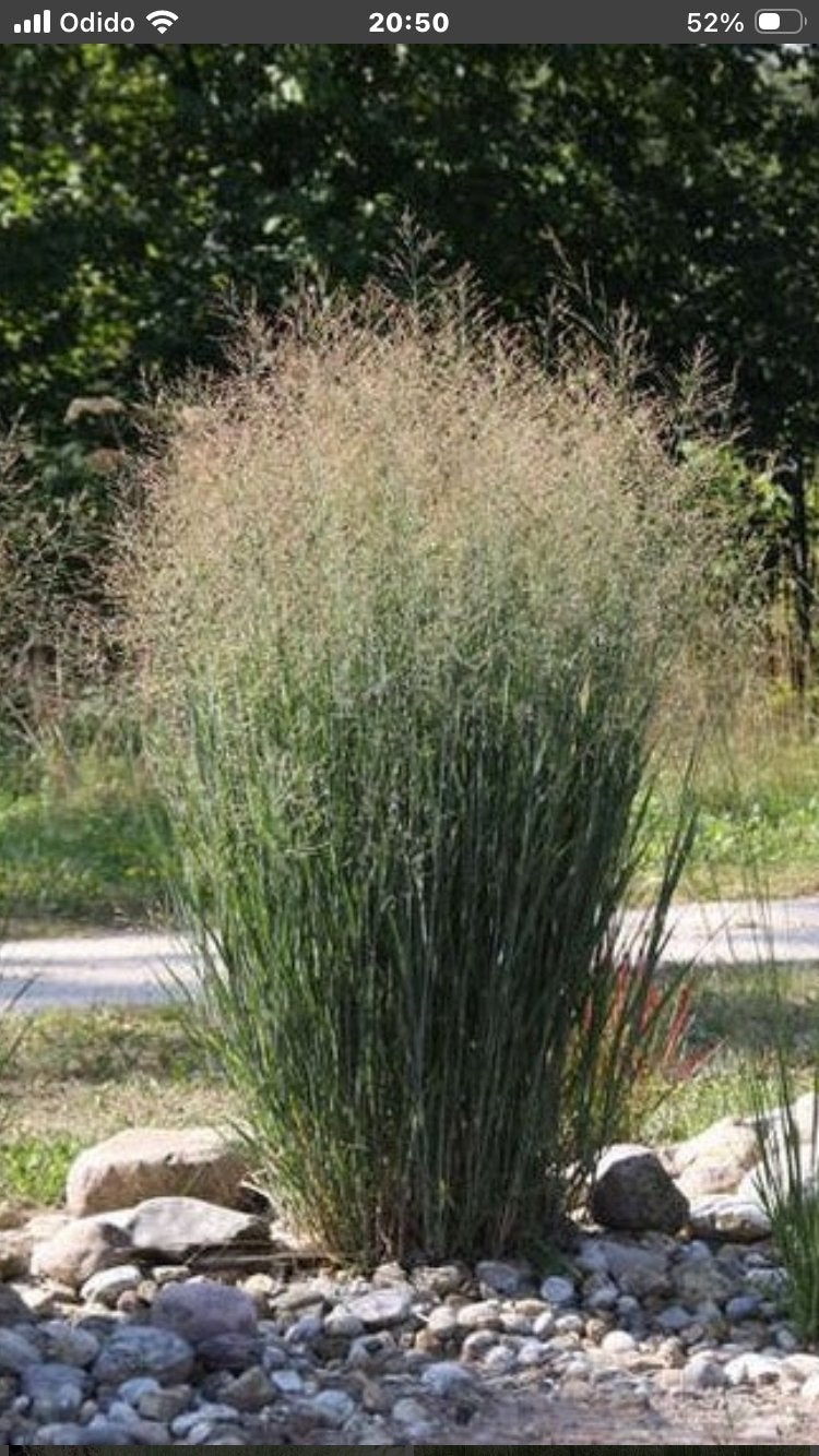 Panicum virginatum’Nortwind’, Tuin en Terras, Ophalen, Volle zon, Vaste plant, Siergrassen