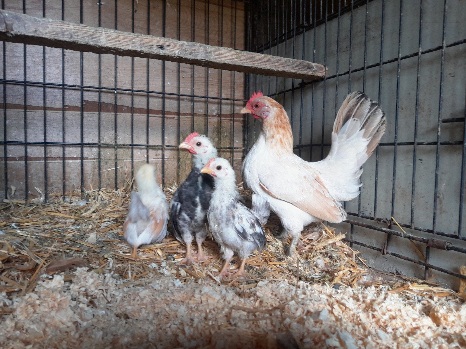 prachtig Serama hennetje met 3 kuikentjes, Dieren en Toebehoren, Pluimvee, Vrouwelijk, Kip