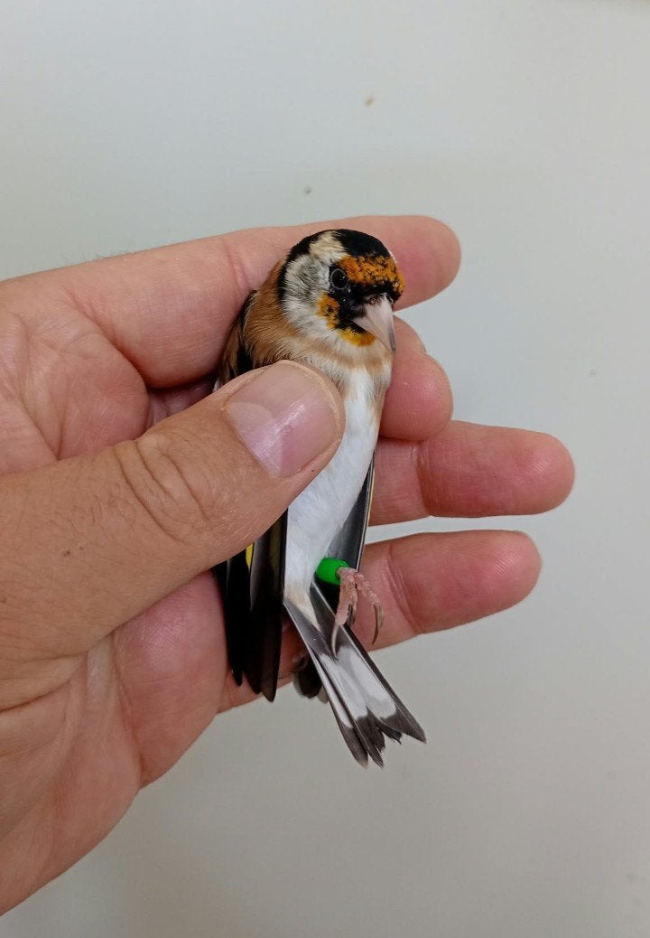 Te koop parva putters, Meerdere dieren, Wildzangvogel