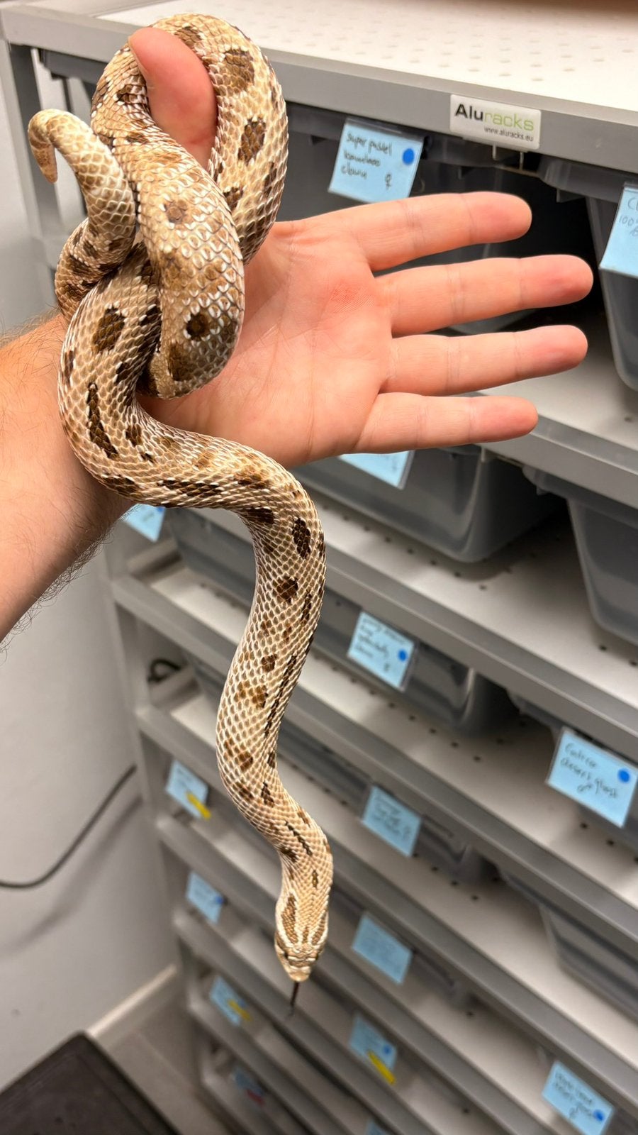 Haakneusslang Heterodon Arctic Anaconda Hognose Snake photo 3