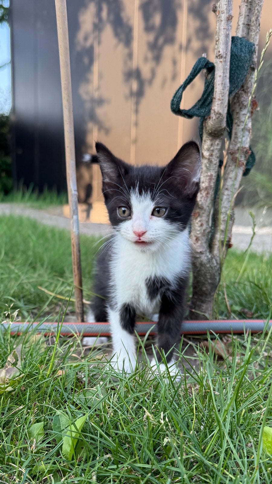 Lieve, nieuwsgierige boerderijkitten (7-6-26), Poes, Kortharig, 0 tot 2 jaar
